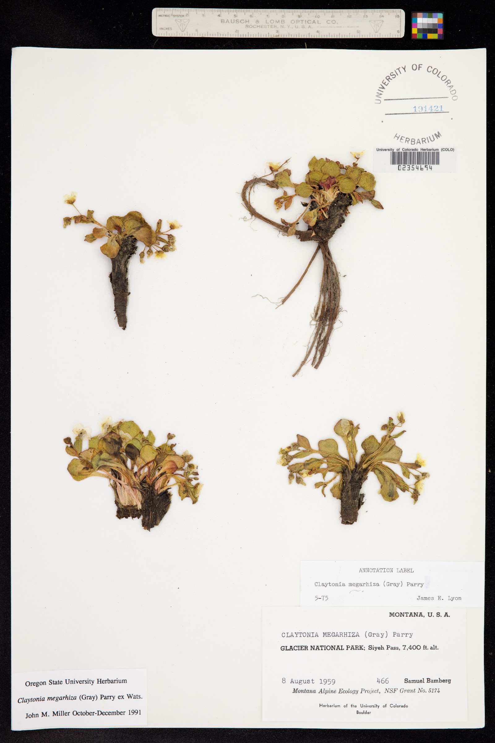Claytonia megarhiza image