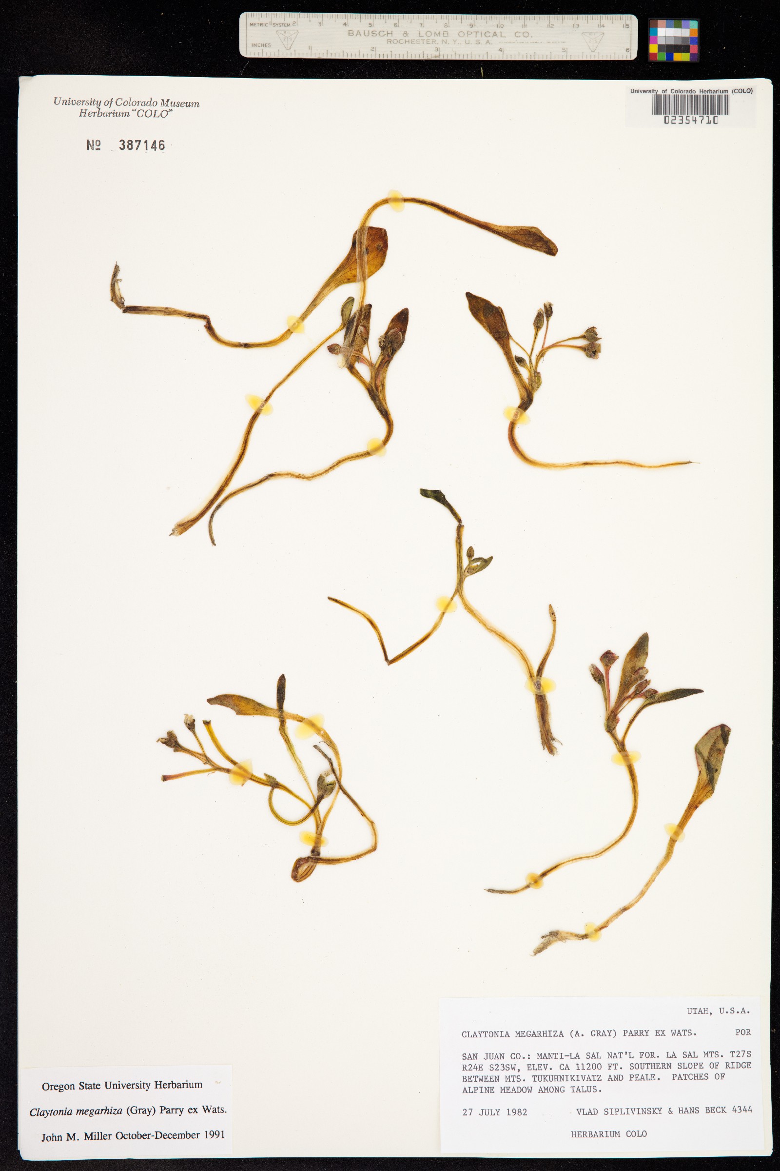 Claytonia megarhiza image