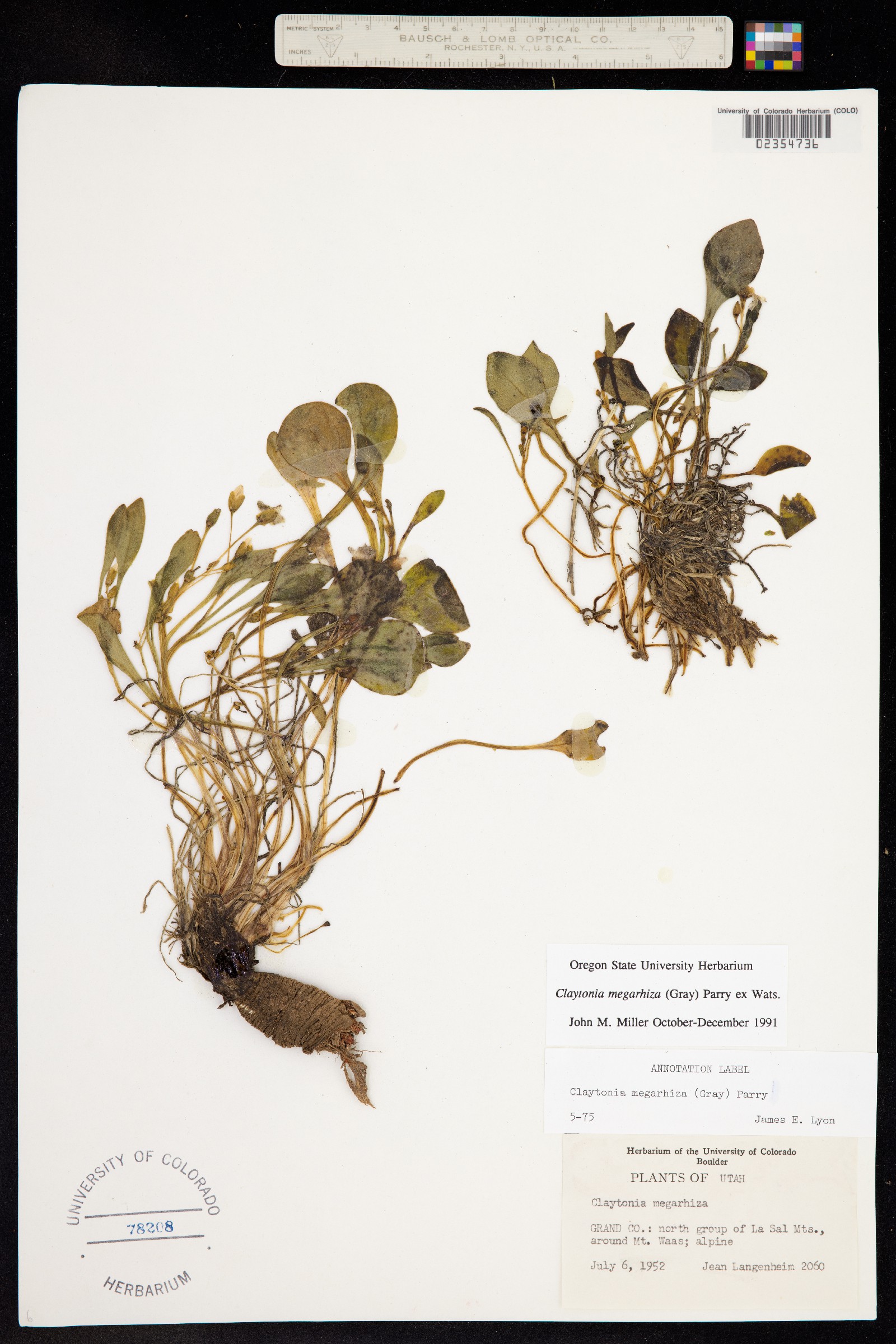 Claytonia megarhiza image
