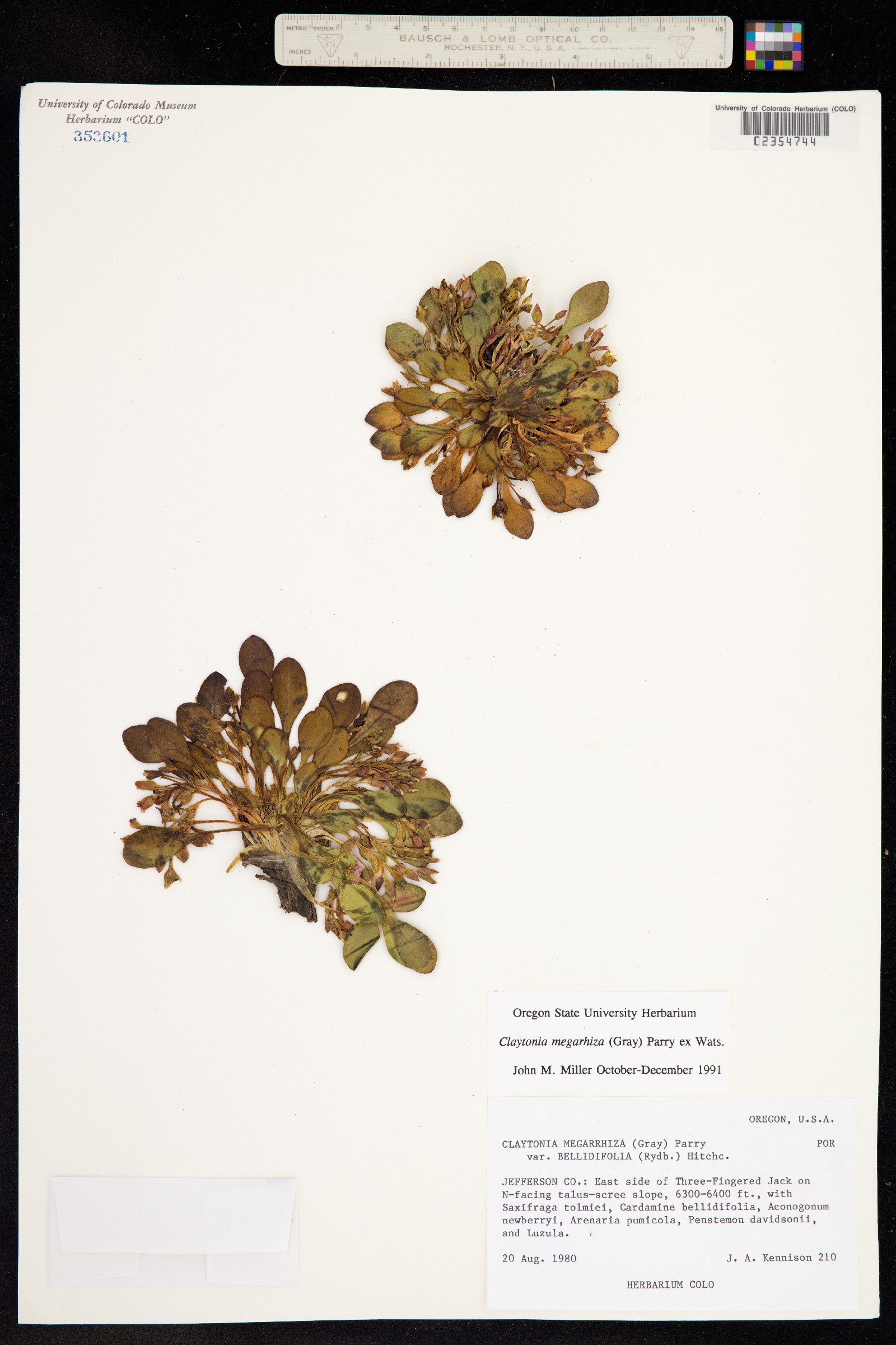 Claytonia megarhiza image