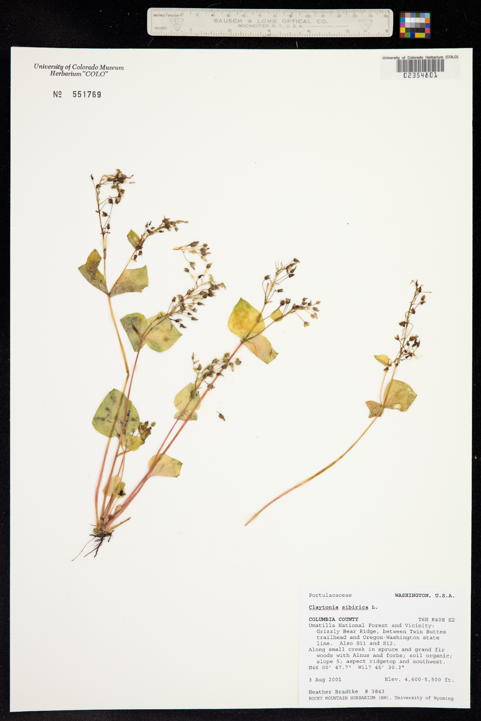 Claytonia sibirica image