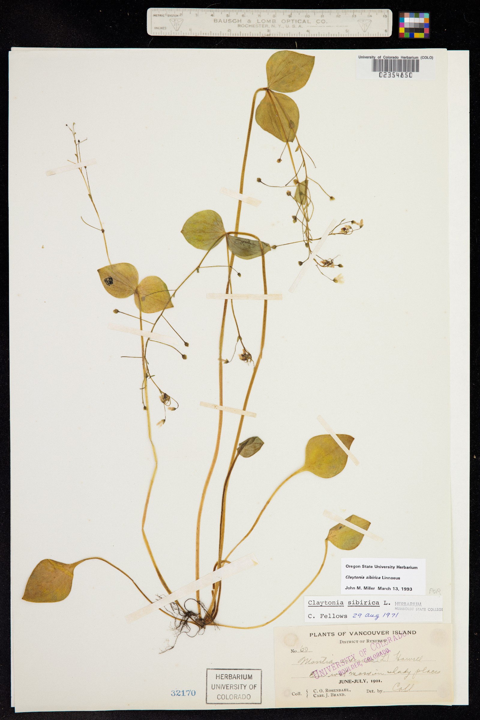 Claytonia sibirica image