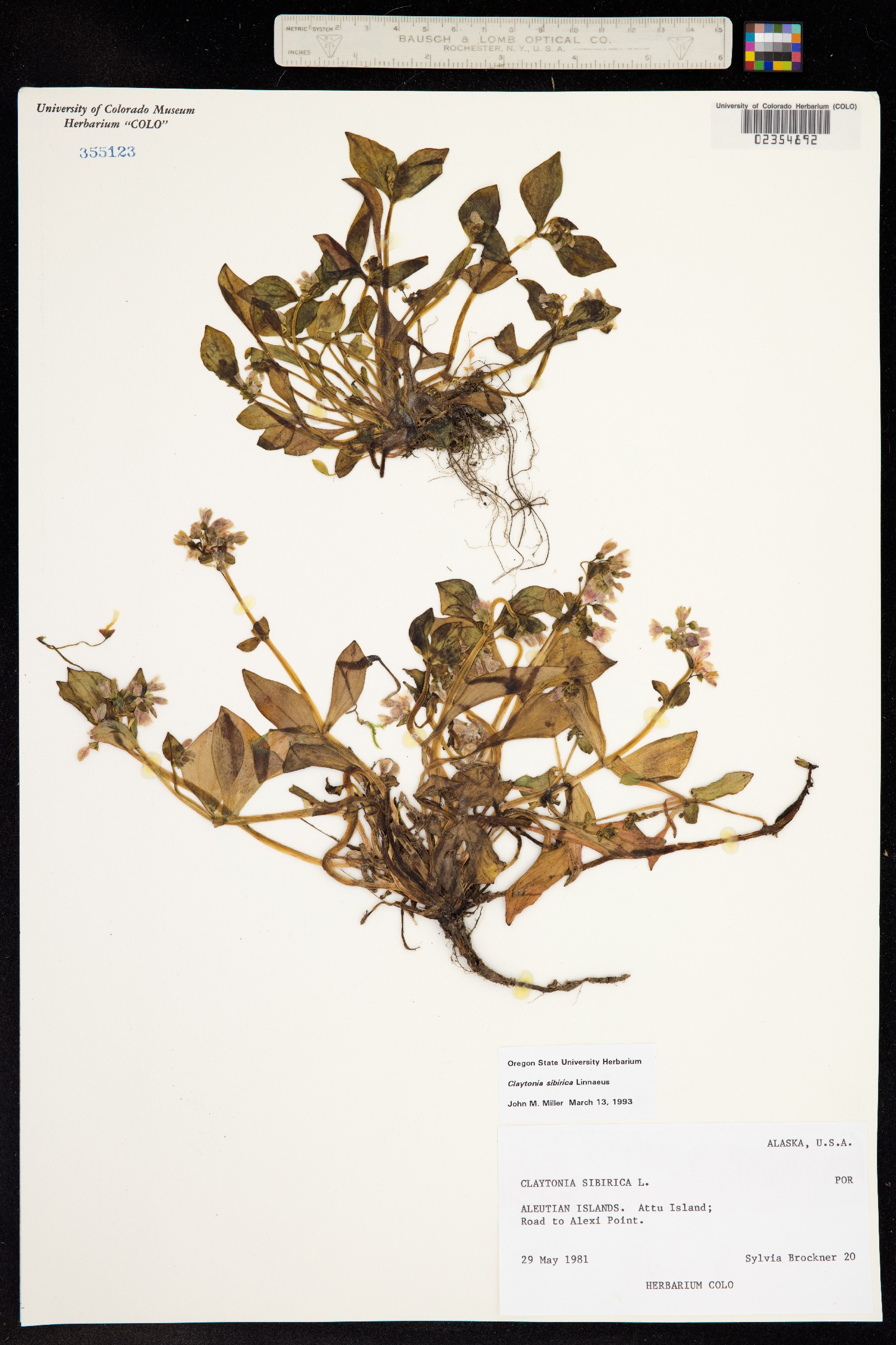 Claytonia sibirica image