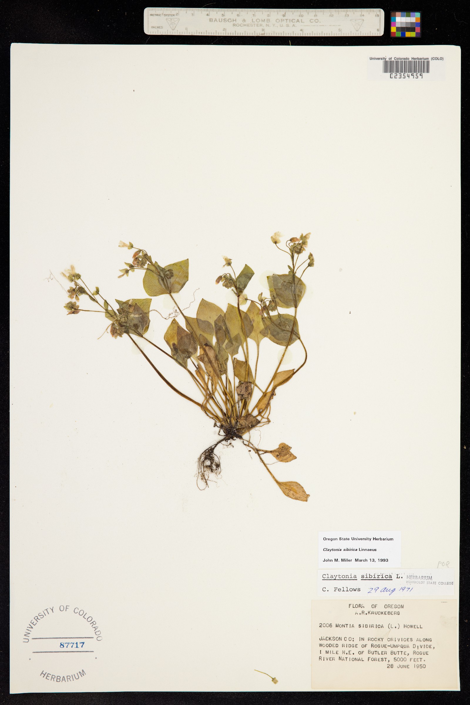 Claytonia sibirica image