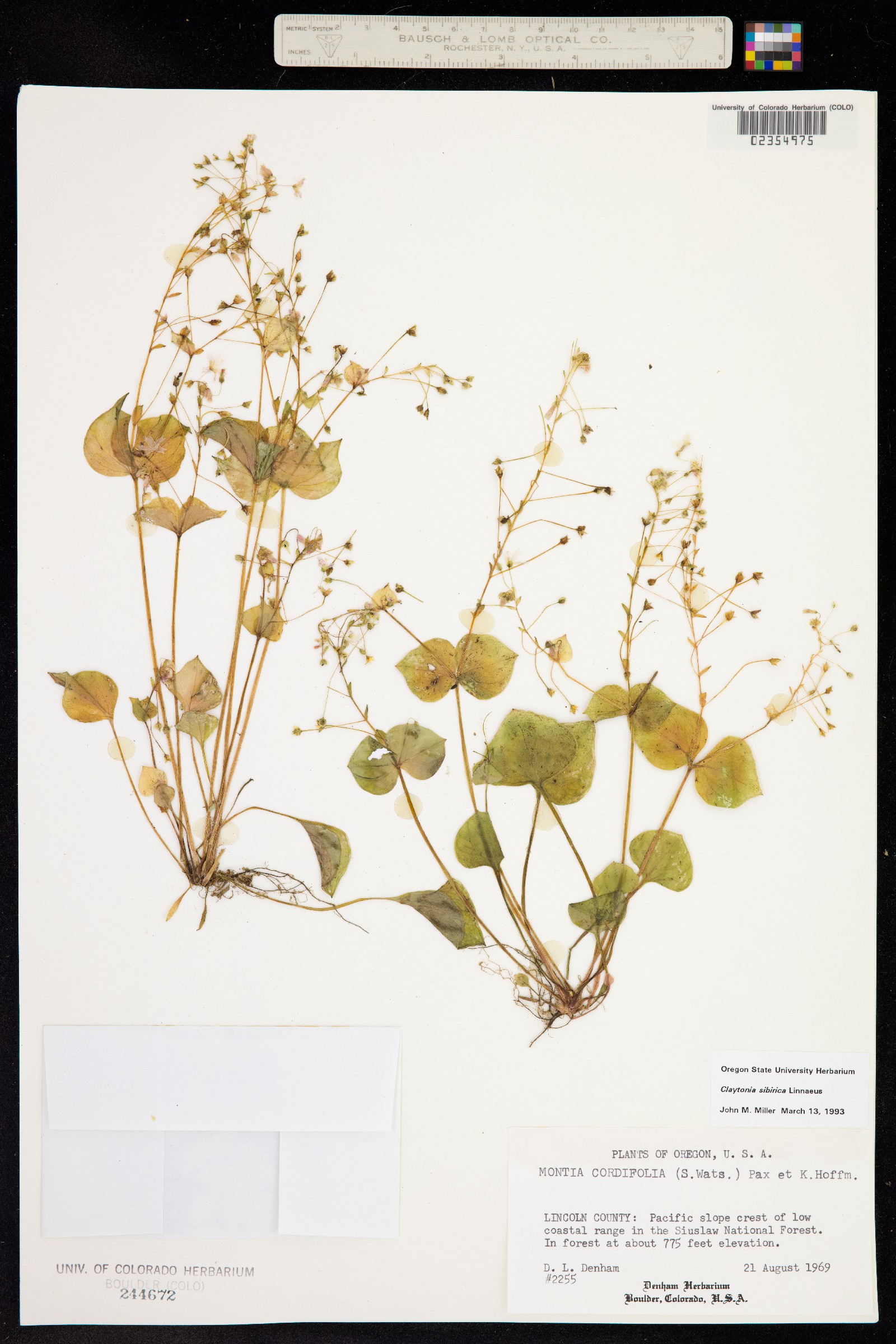 Claytonia sibirica image