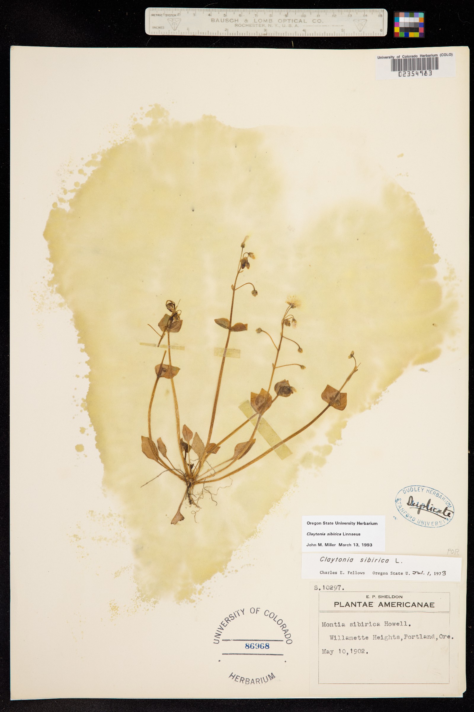 Claytonia sibirica image