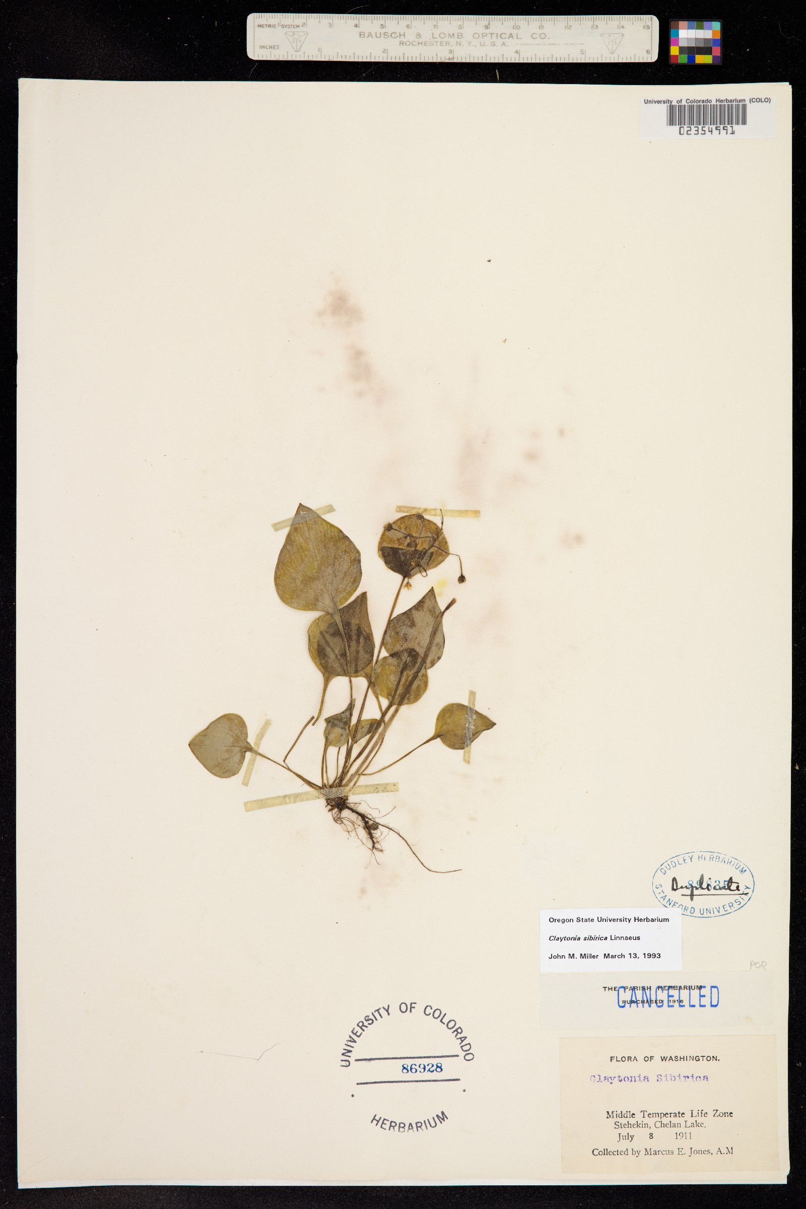 Claytonia sibirica image