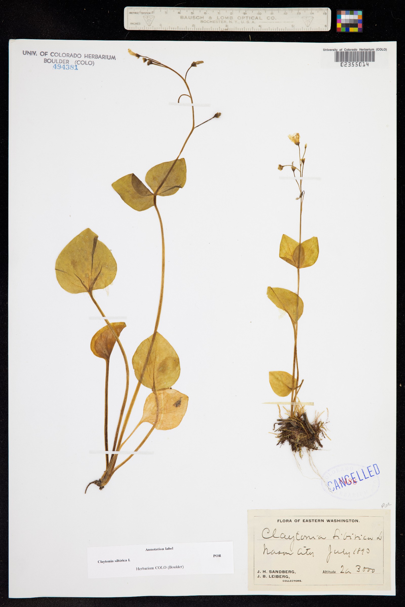 Claytonia sibirica image