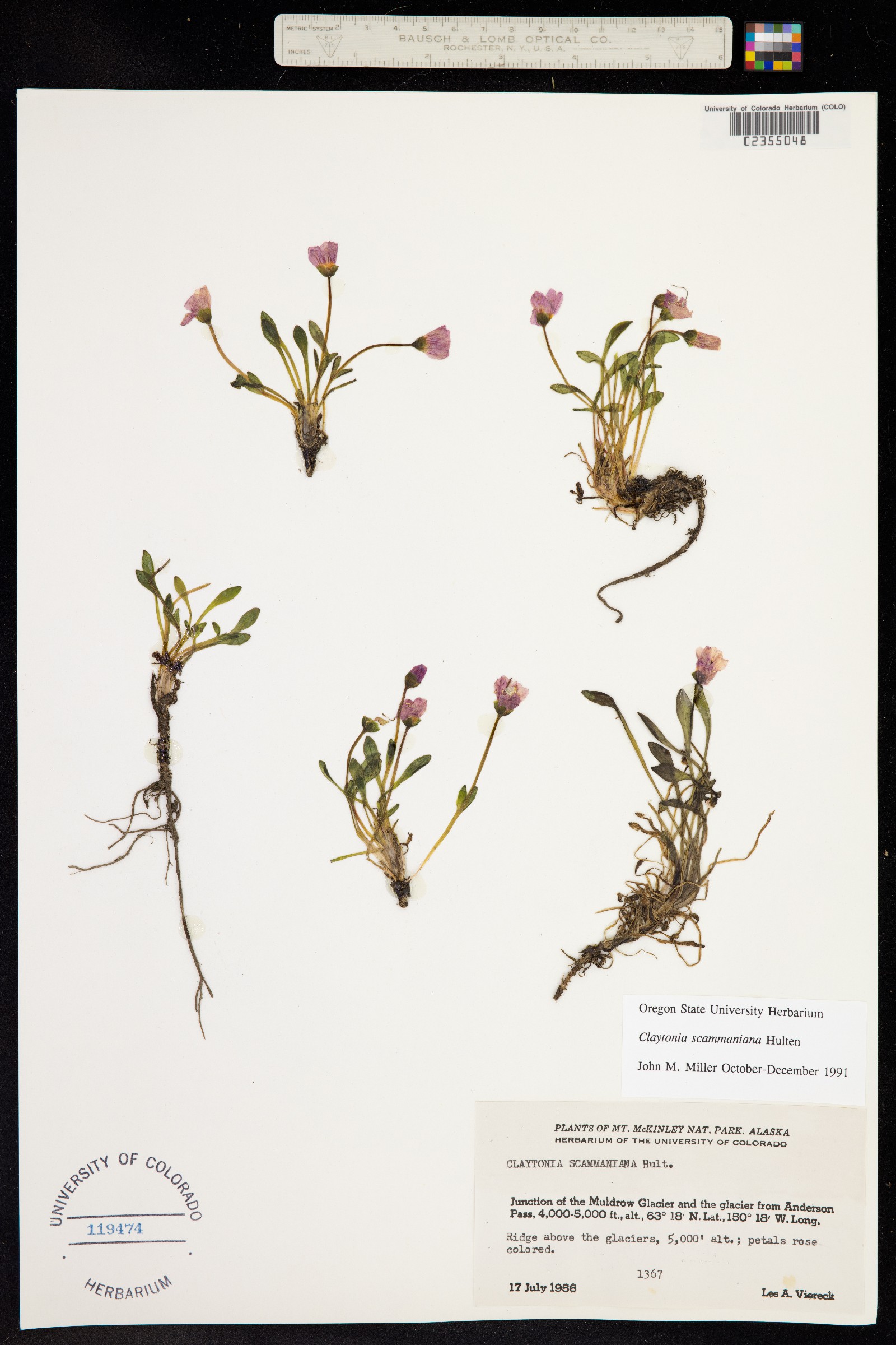 Claytonia scammaniana image