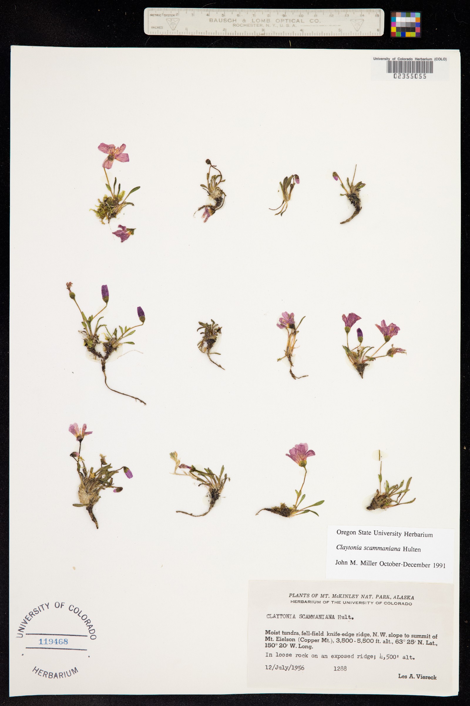 Claytonia scammaniana image