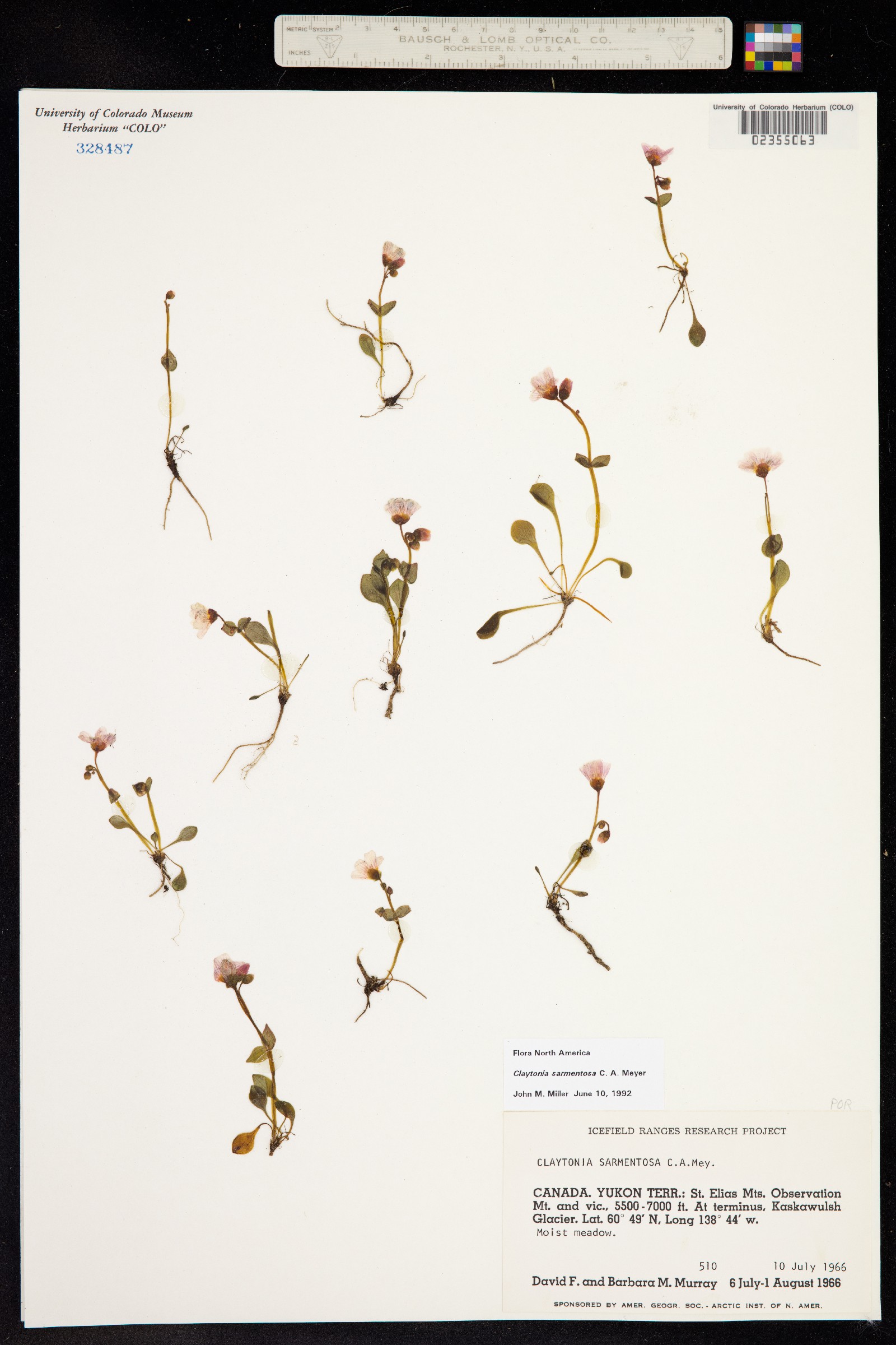 Claytonia sarmentosa image