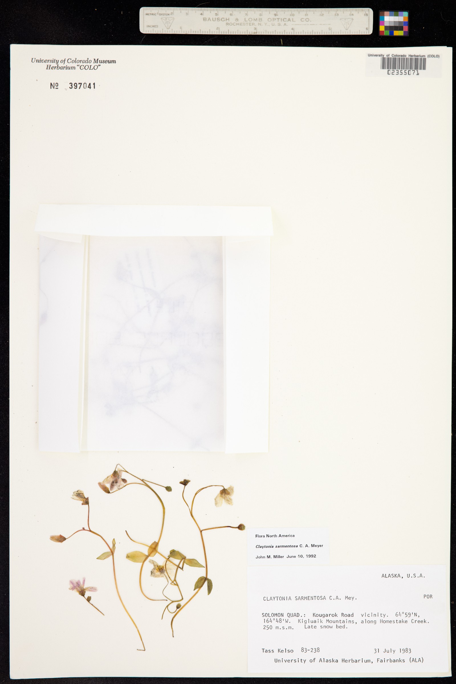 Claytonia sarmentosa image