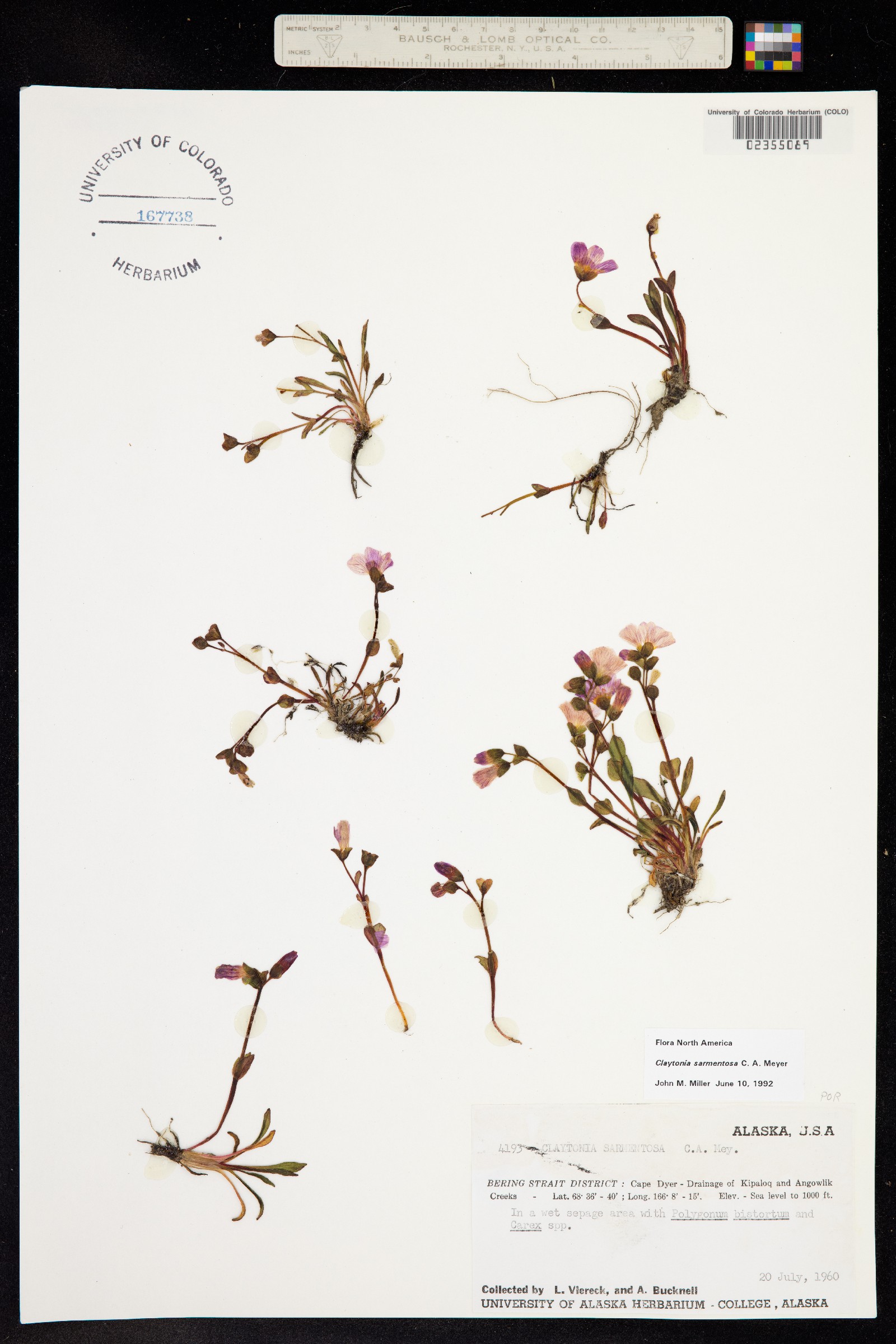 Claytonia sarmentosa image