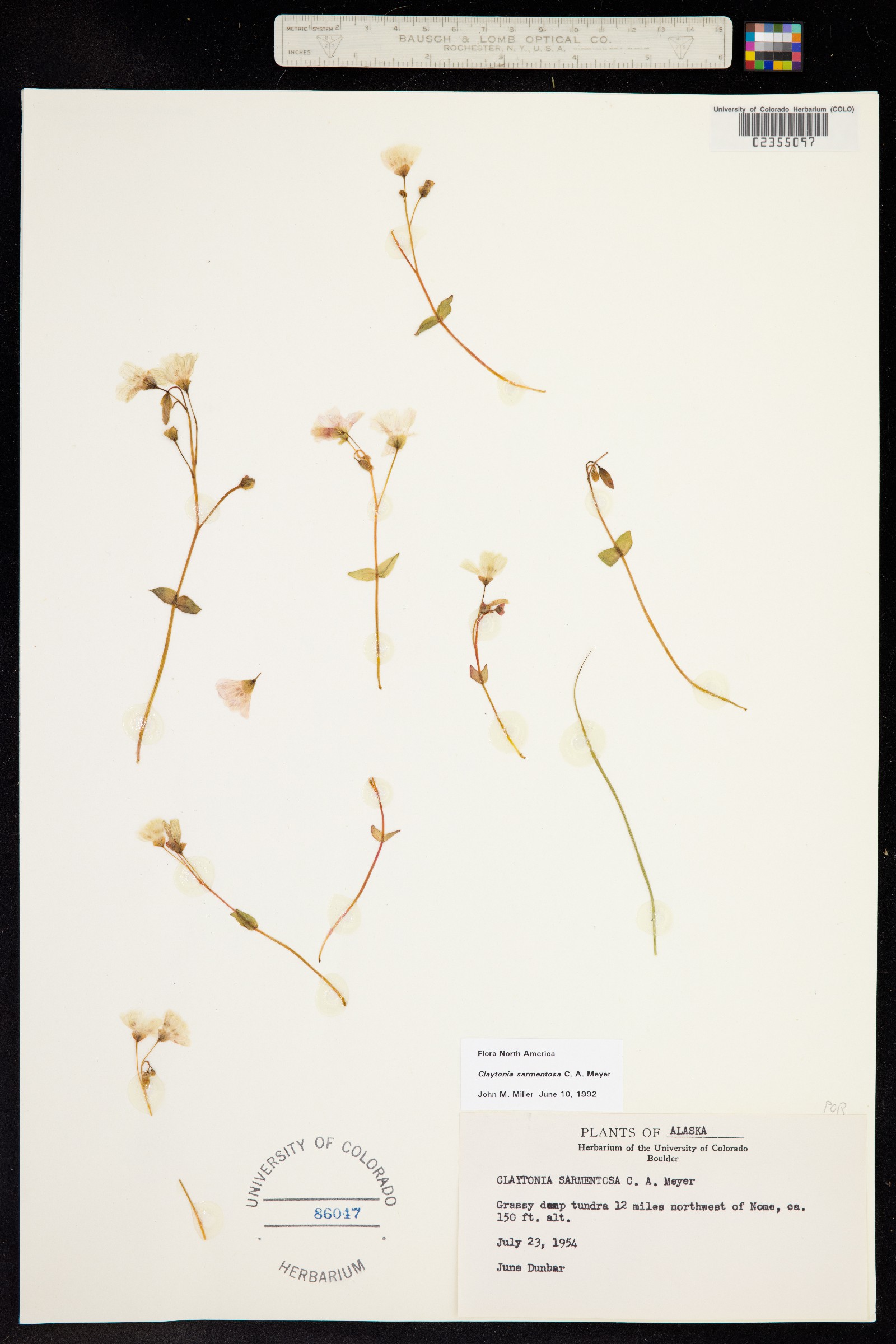 Claytonia sarmentosa image