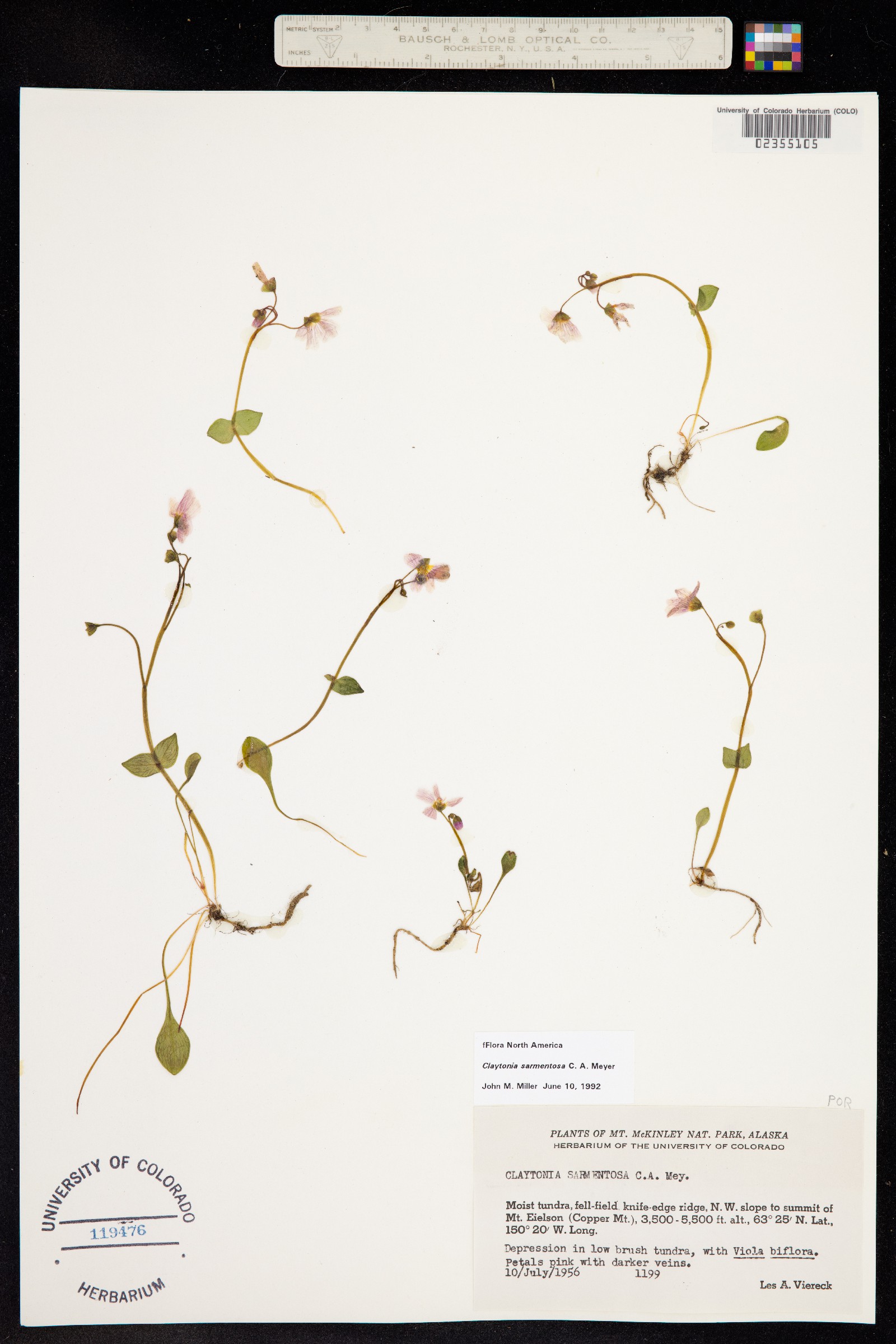 Claytonia sarmentosa image