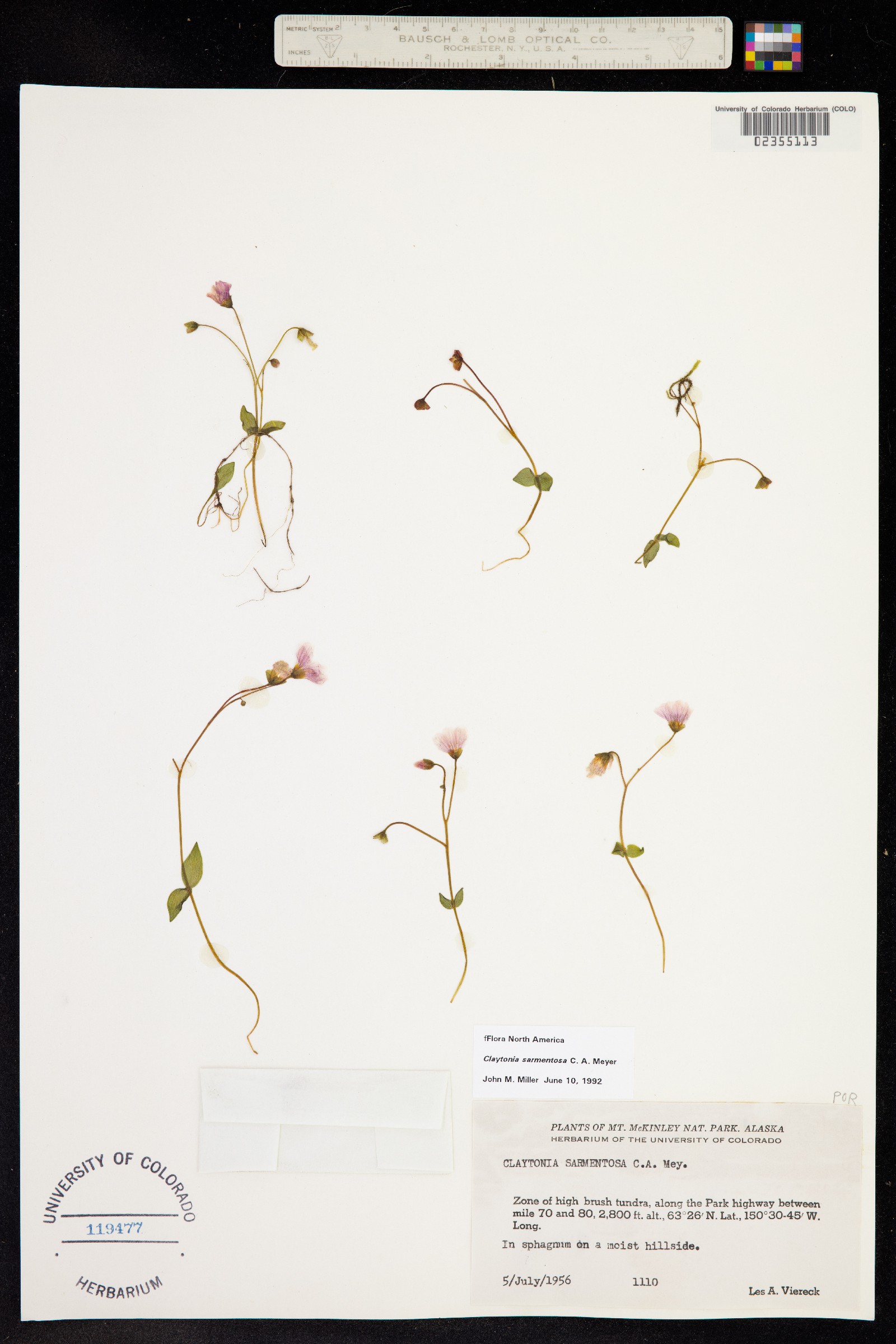 Claytonia sarmentosa image