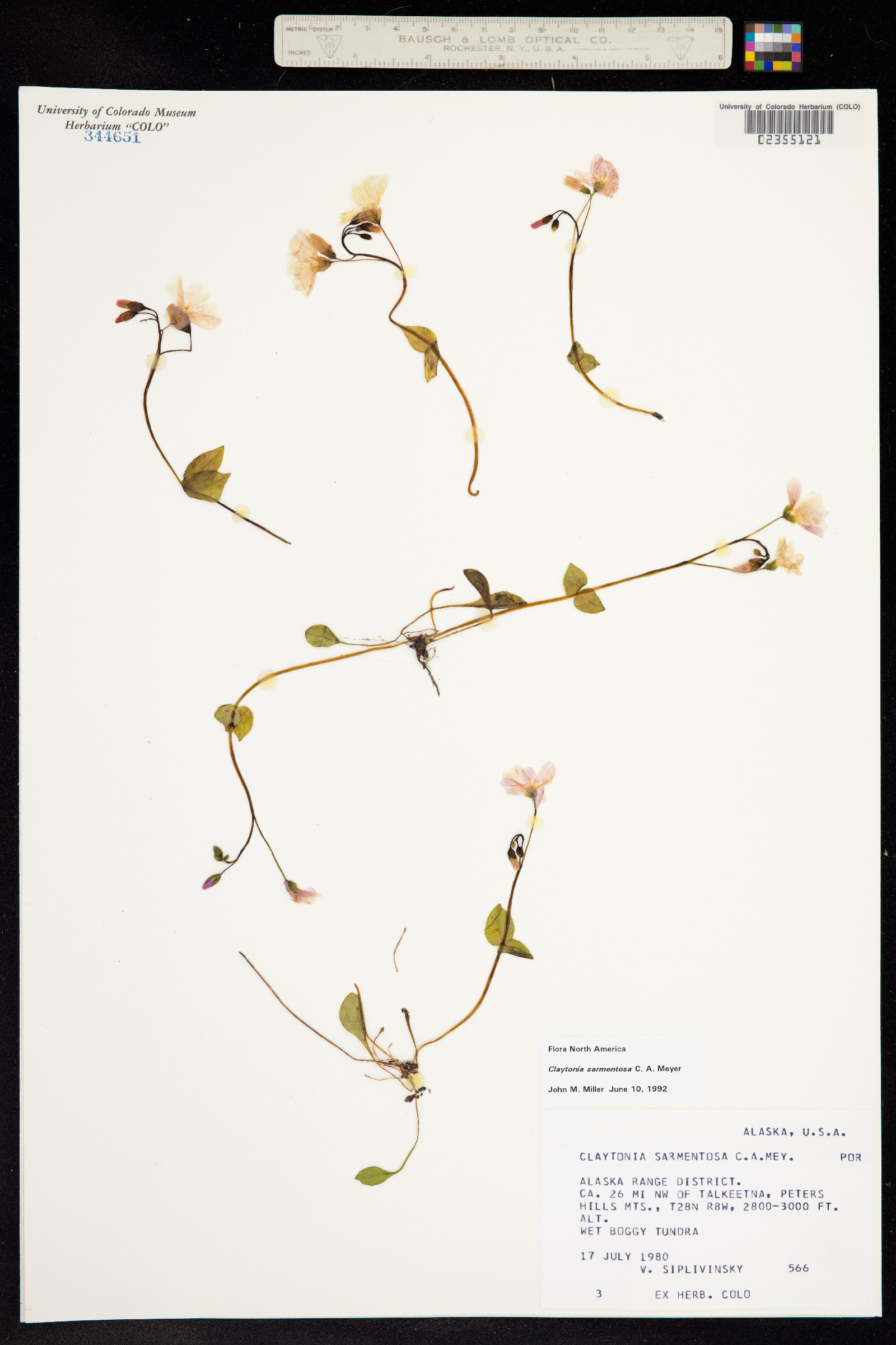 Claytonia sarmentosa image