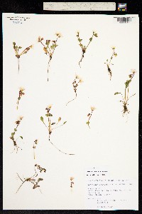 Claytonia sarmentosa image
