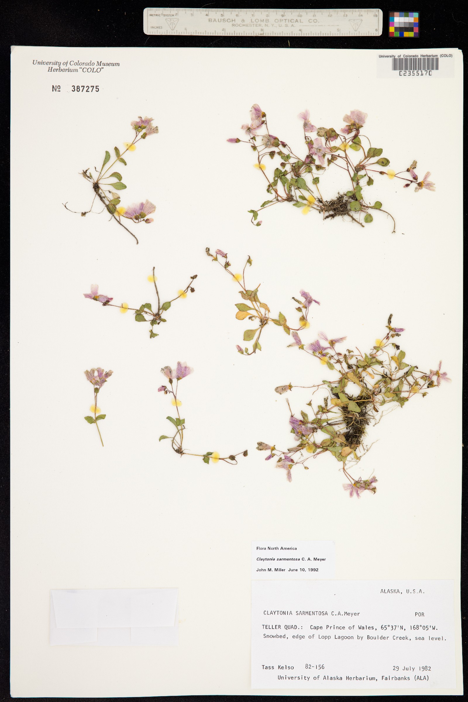 Claytonia sarmentosa image