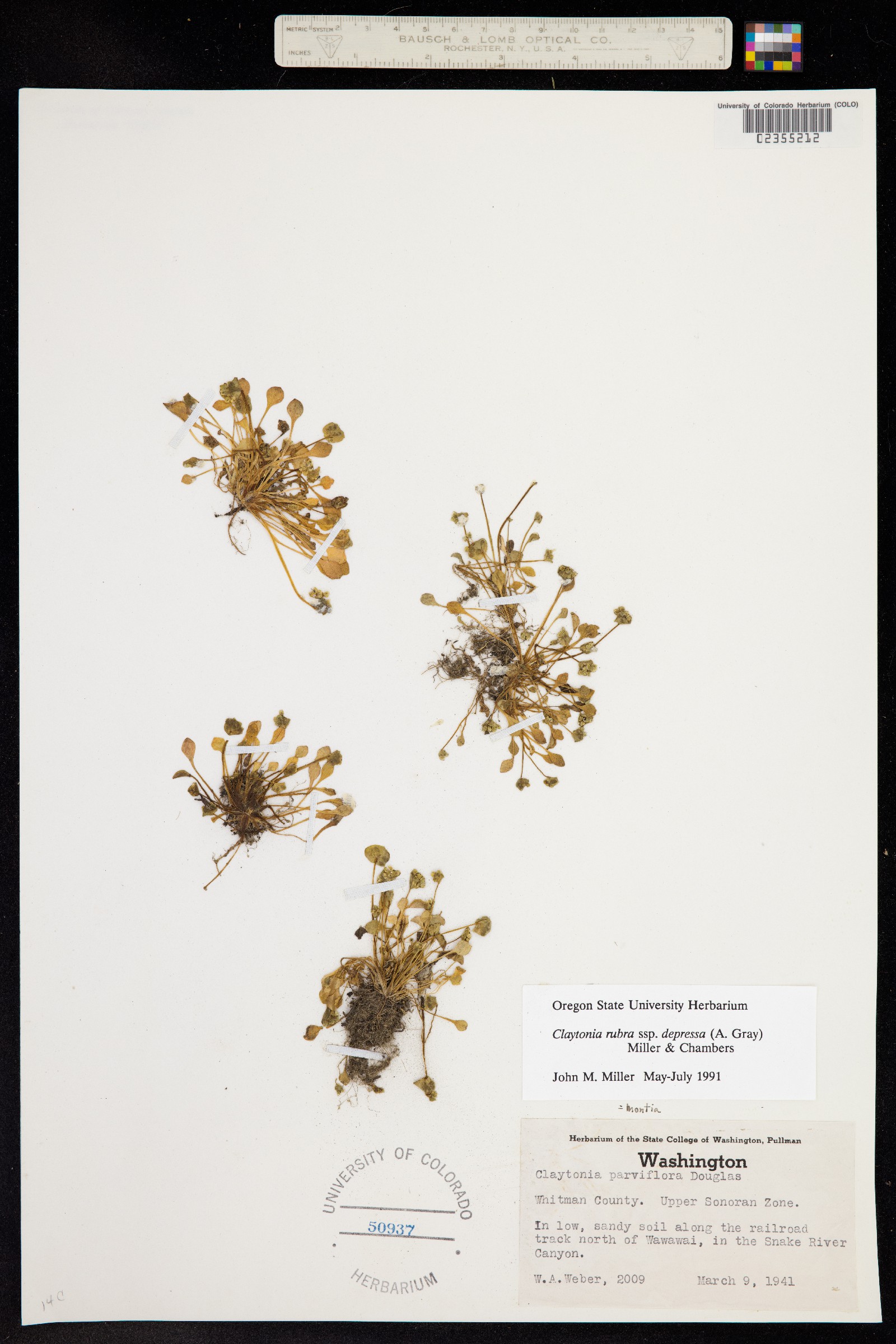 Claytonia rubra image