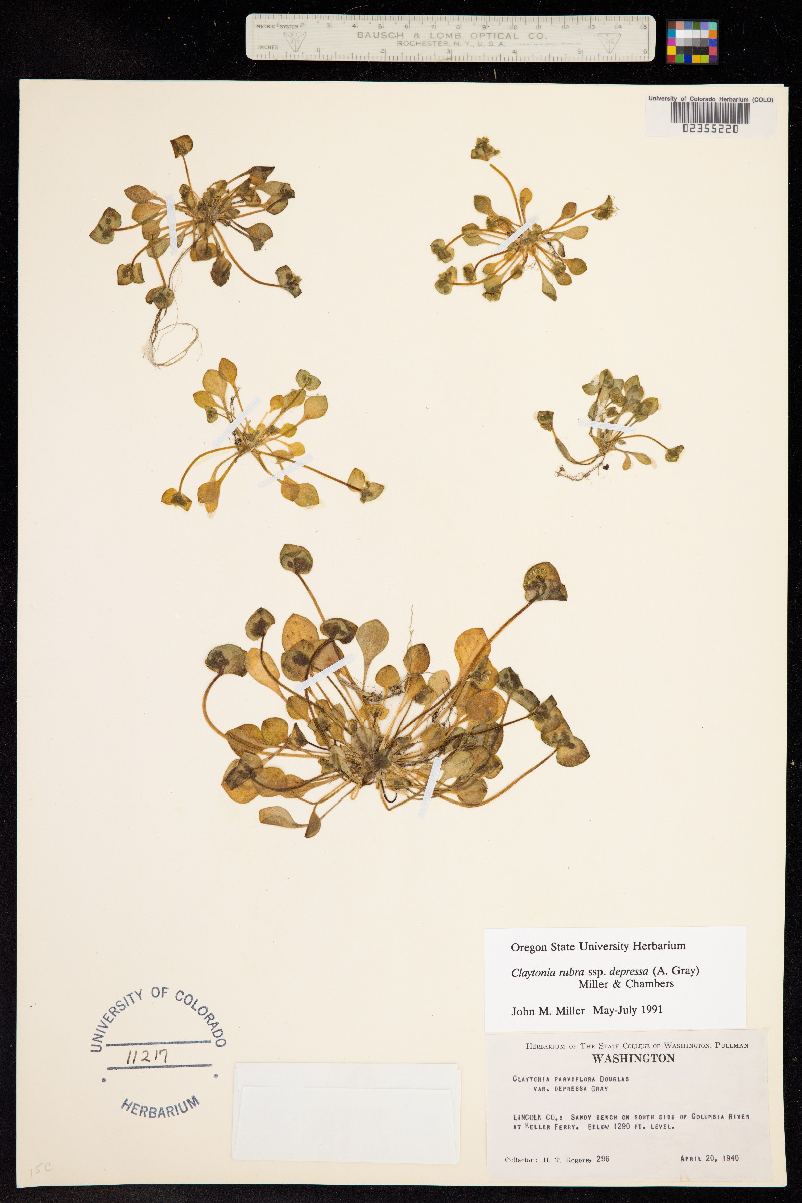 Claytonia rubra image