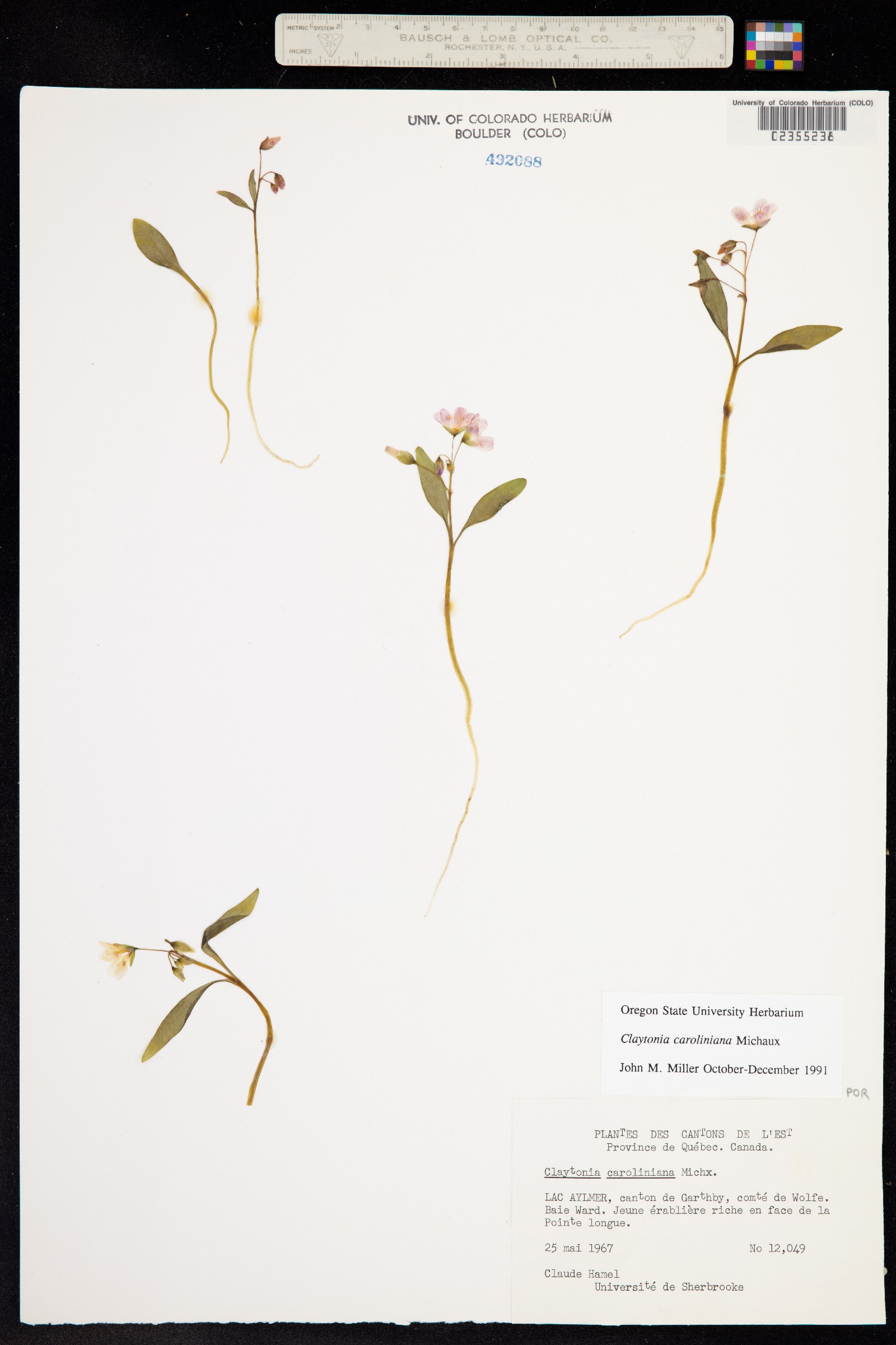 Claytonia caroliniana image