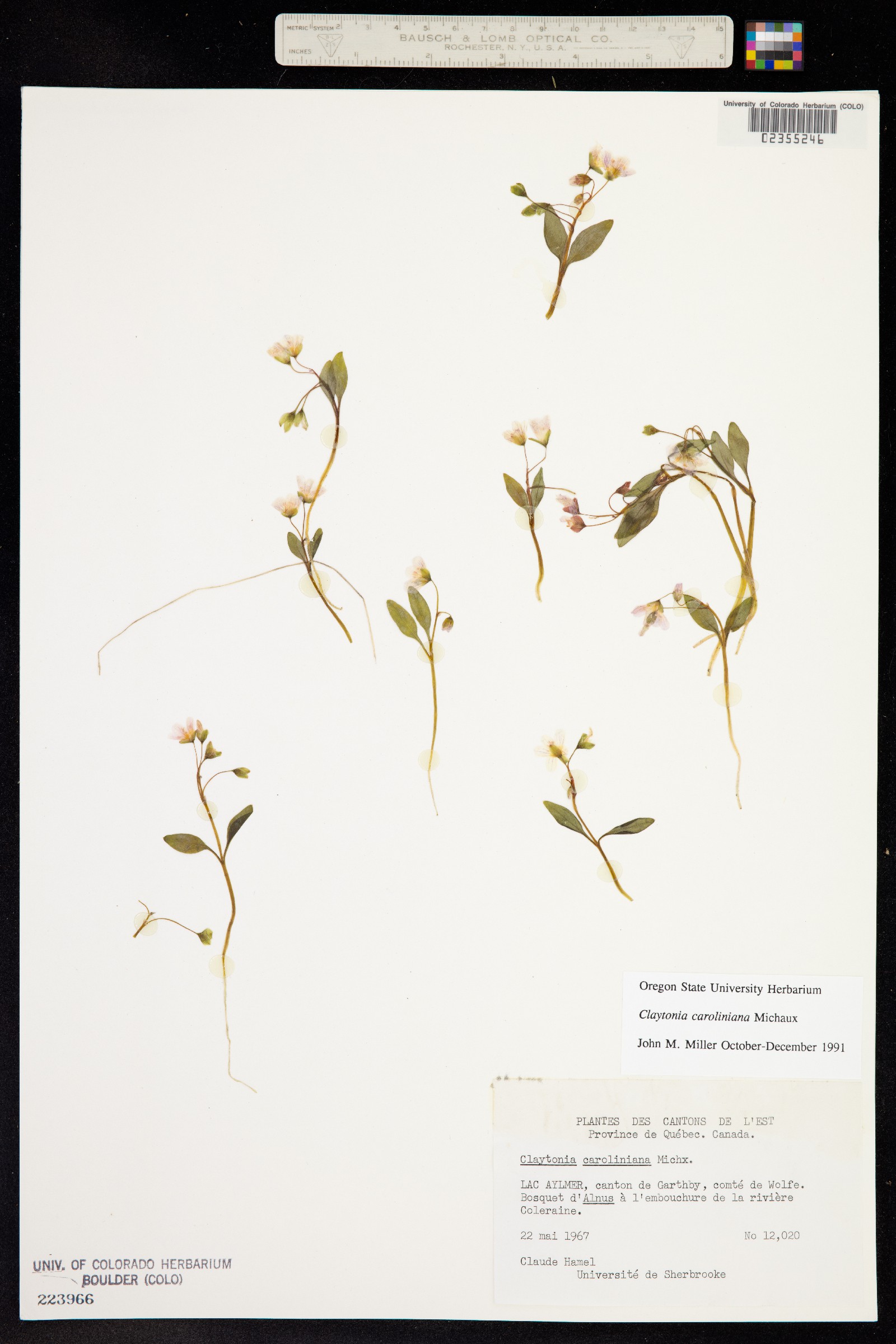 Claytonia caroliniana image