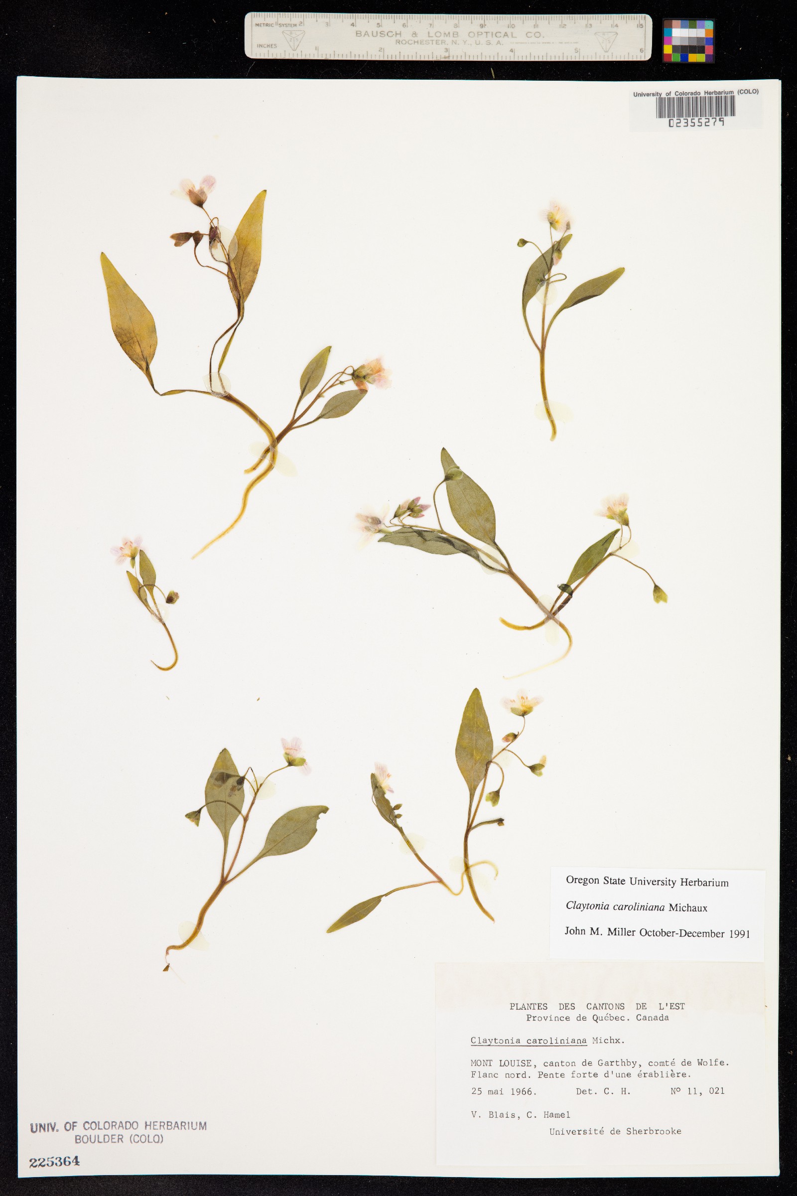 Claytonia caroliniana image