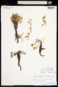 Image of Claytonia acutifolia
