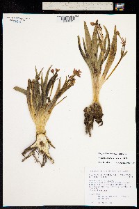 Claytonia acutifolia image