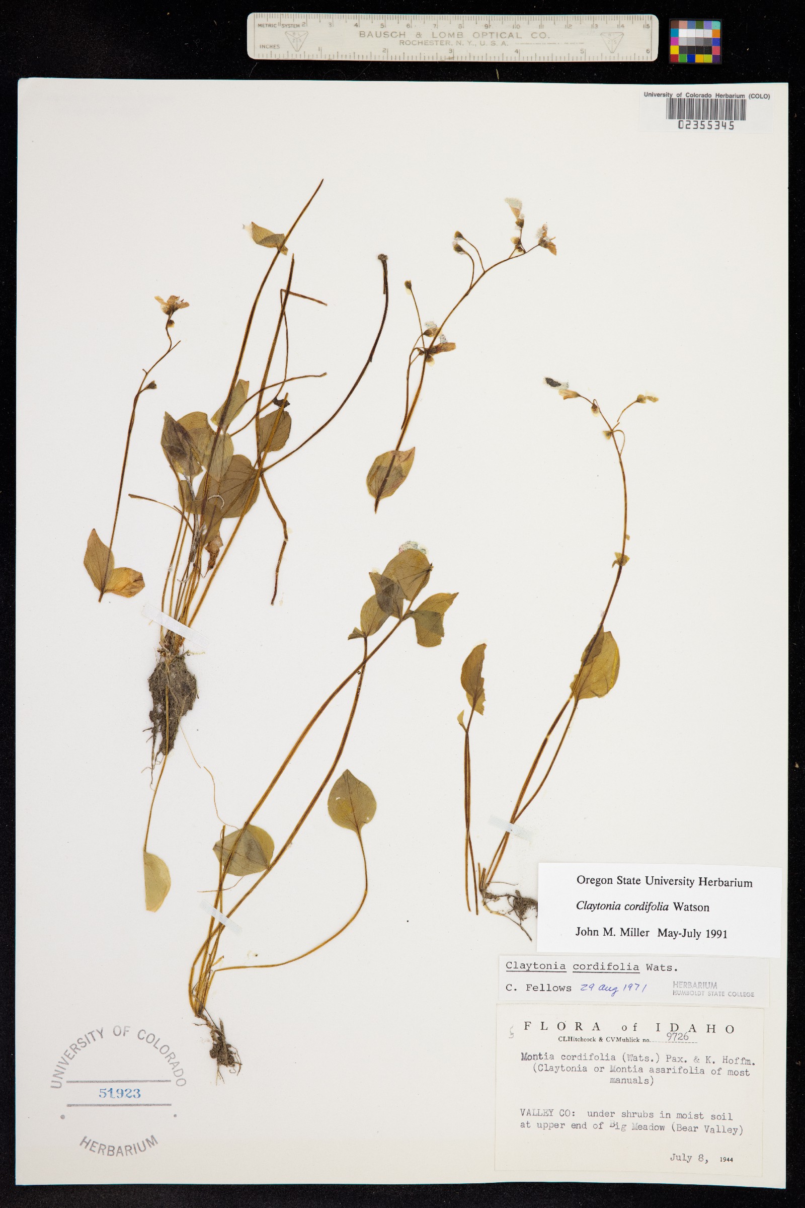 Claytonia cordifolia image