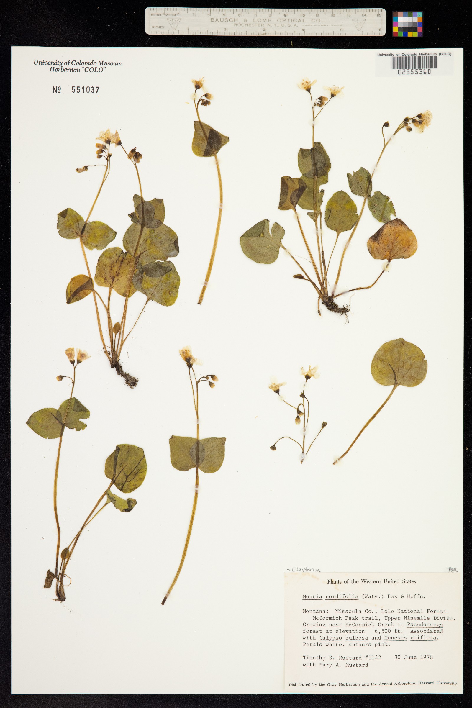 Claytonia cordifolia image