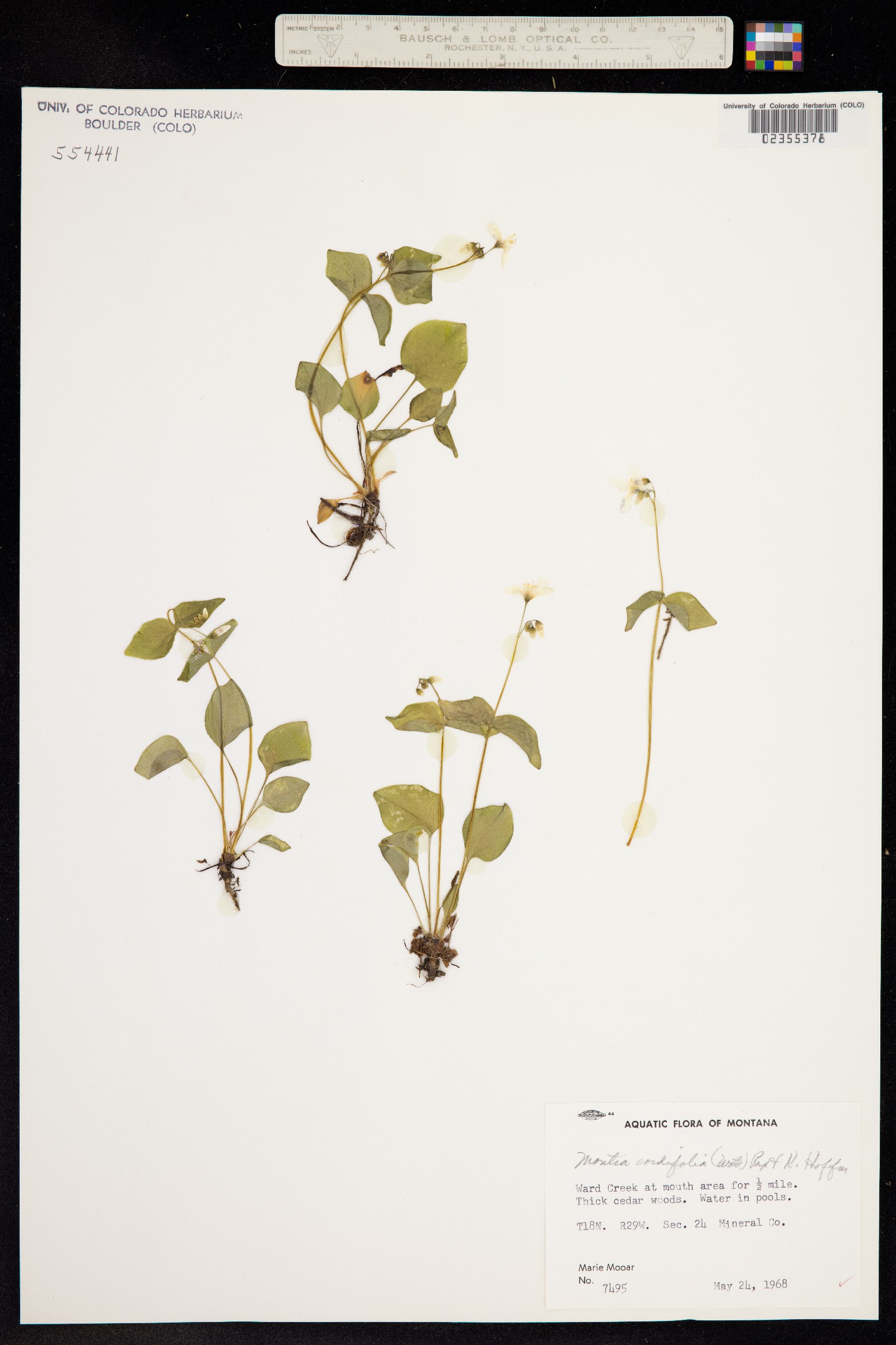 Claytonia cordifolia image