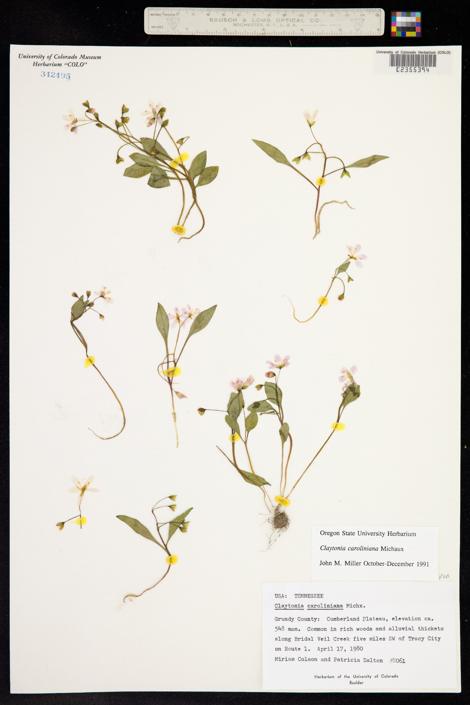 Claytonia caroliniana image