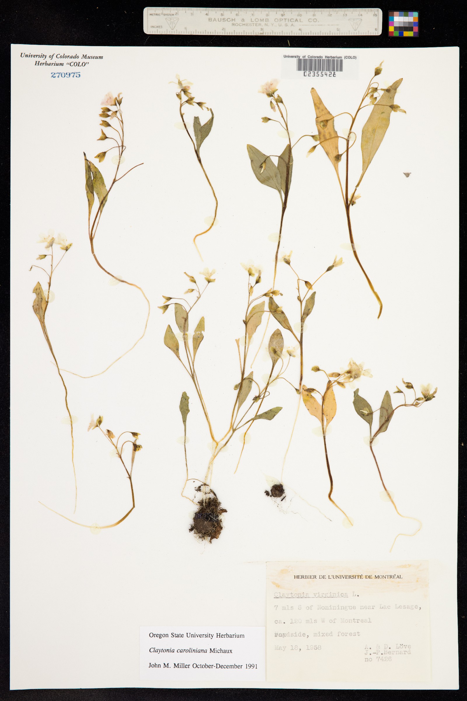 Claytonia caroliniana image