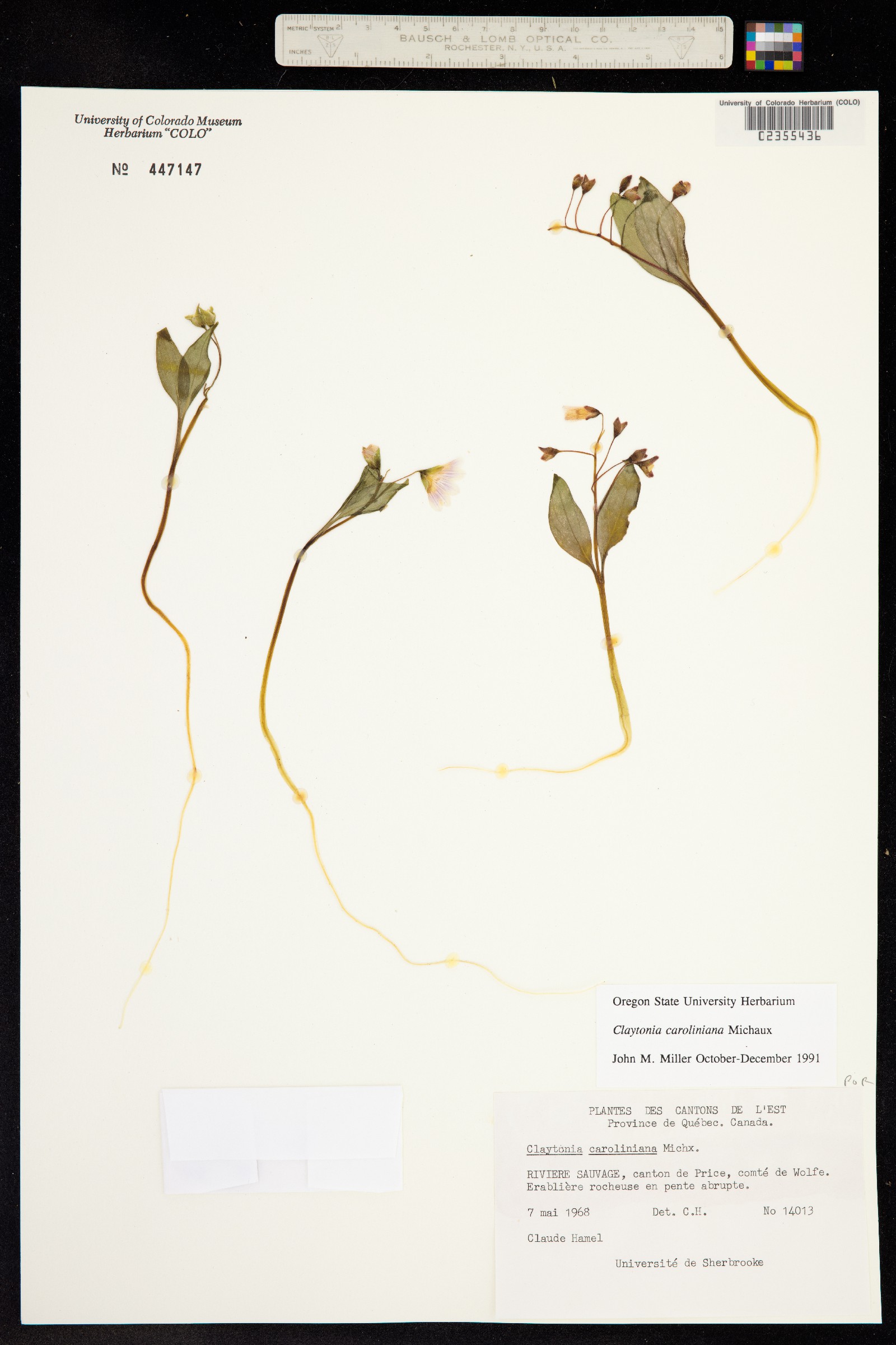 Claytonia caroliniana image