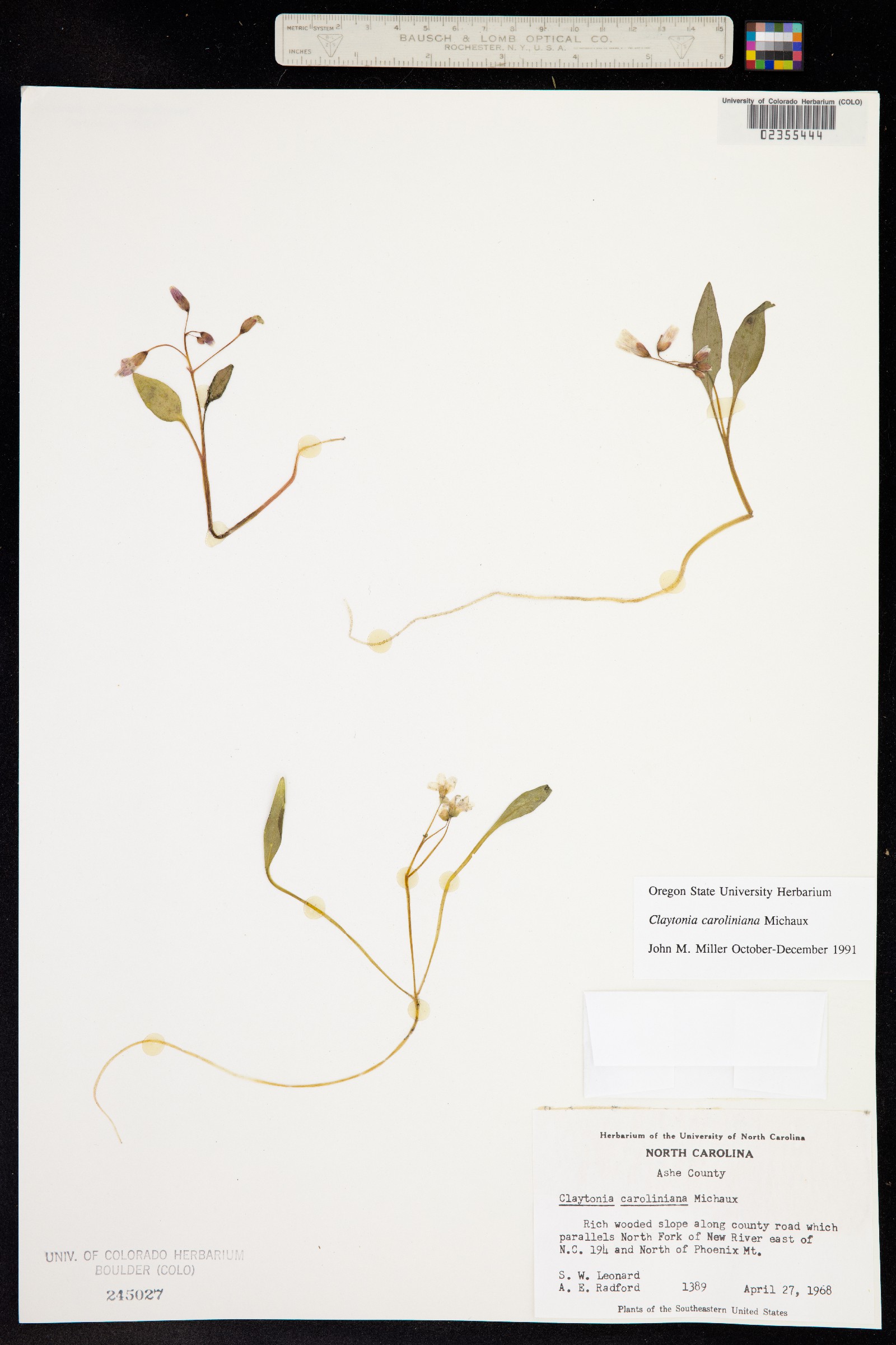 Claytonia caroliniana image