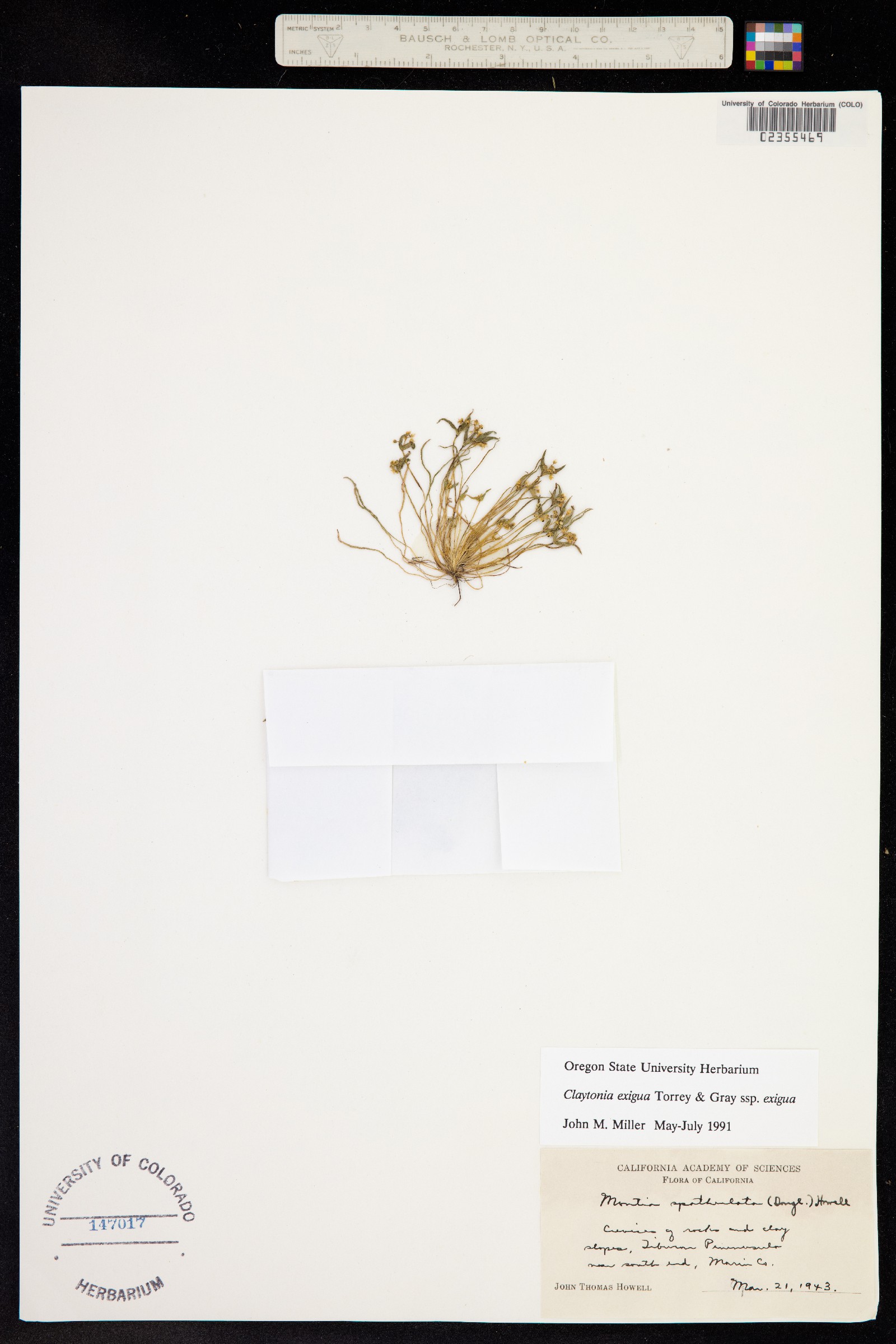 Claytonia exigua image