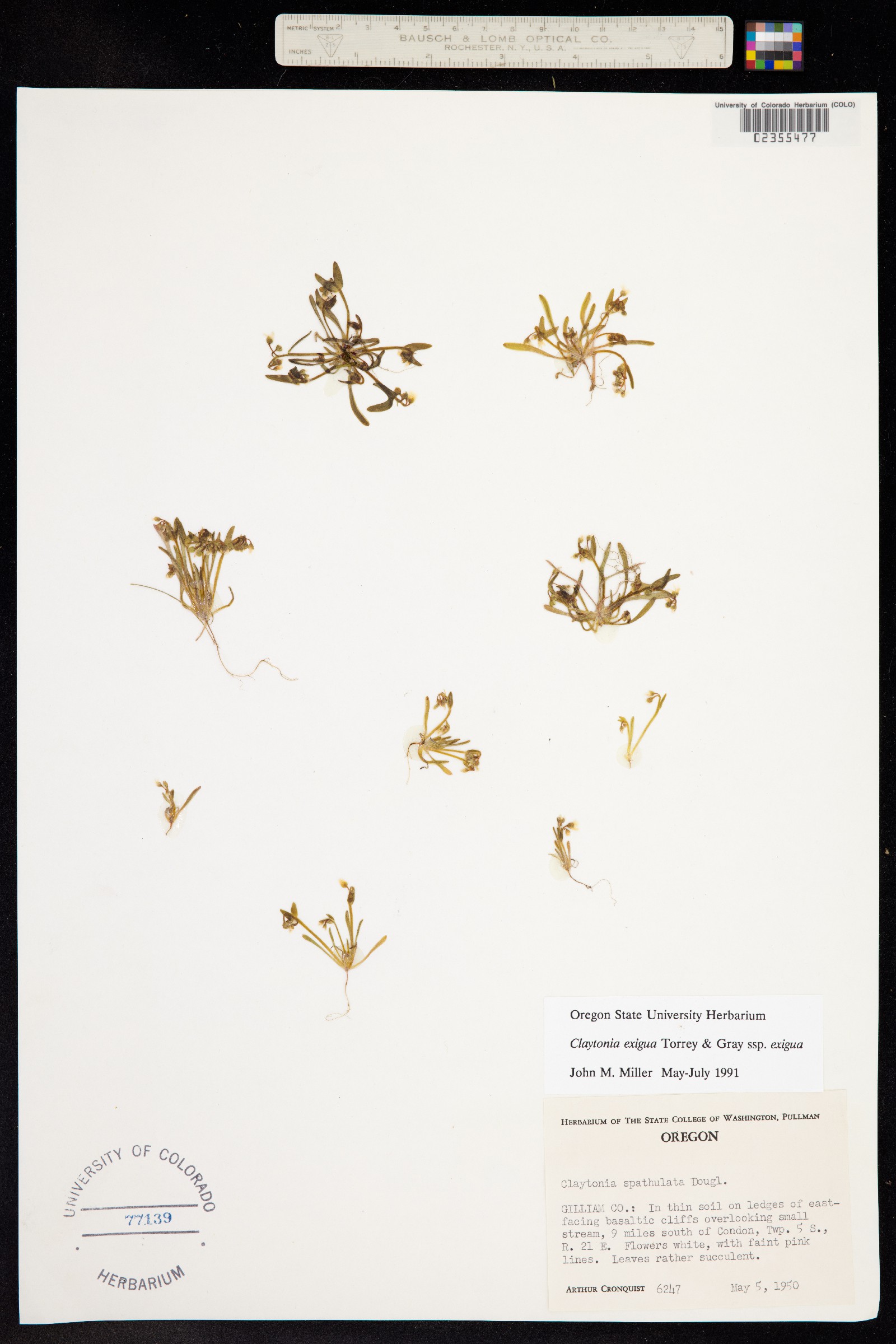 Claytonia exigua image