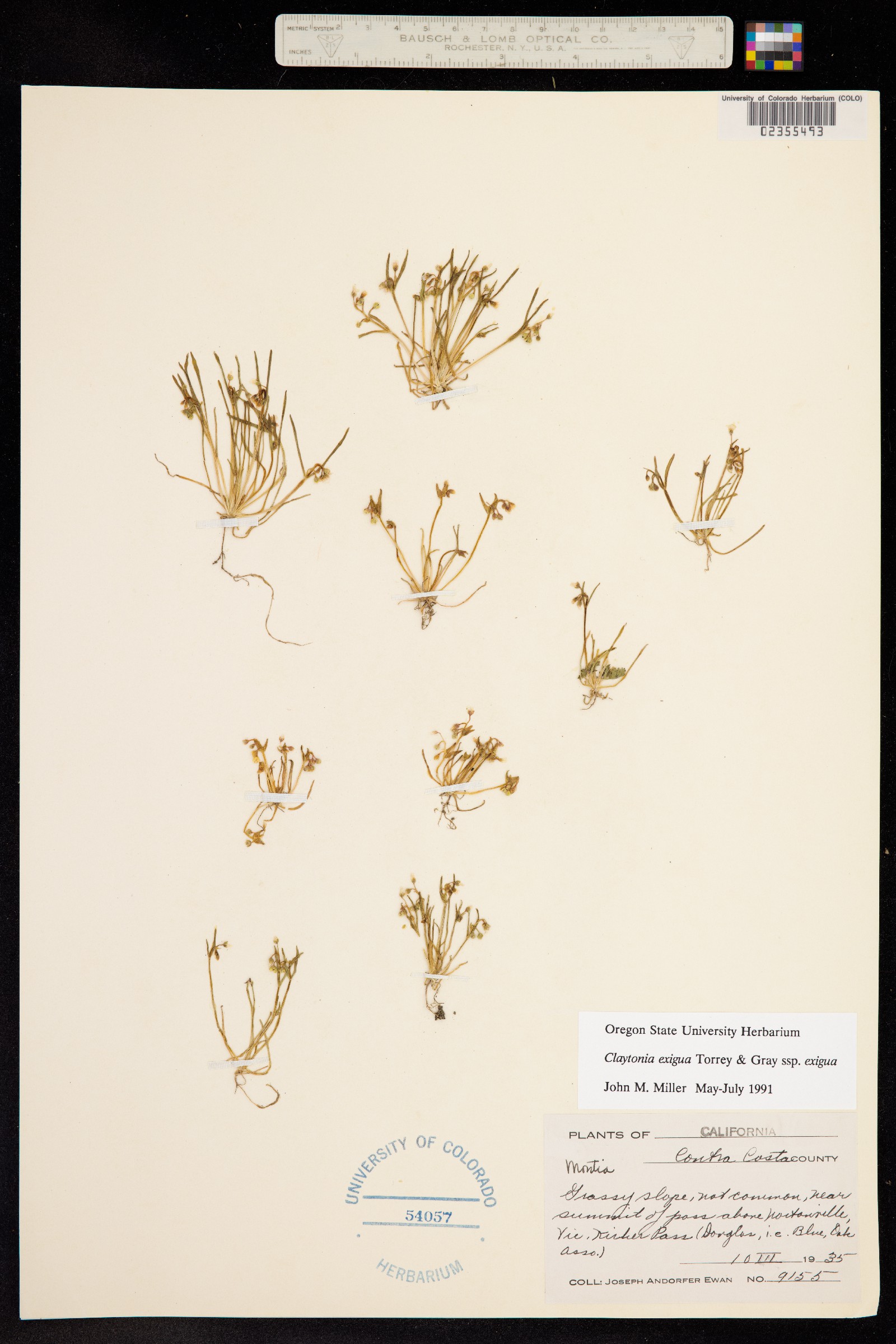 Claytonia exigua image