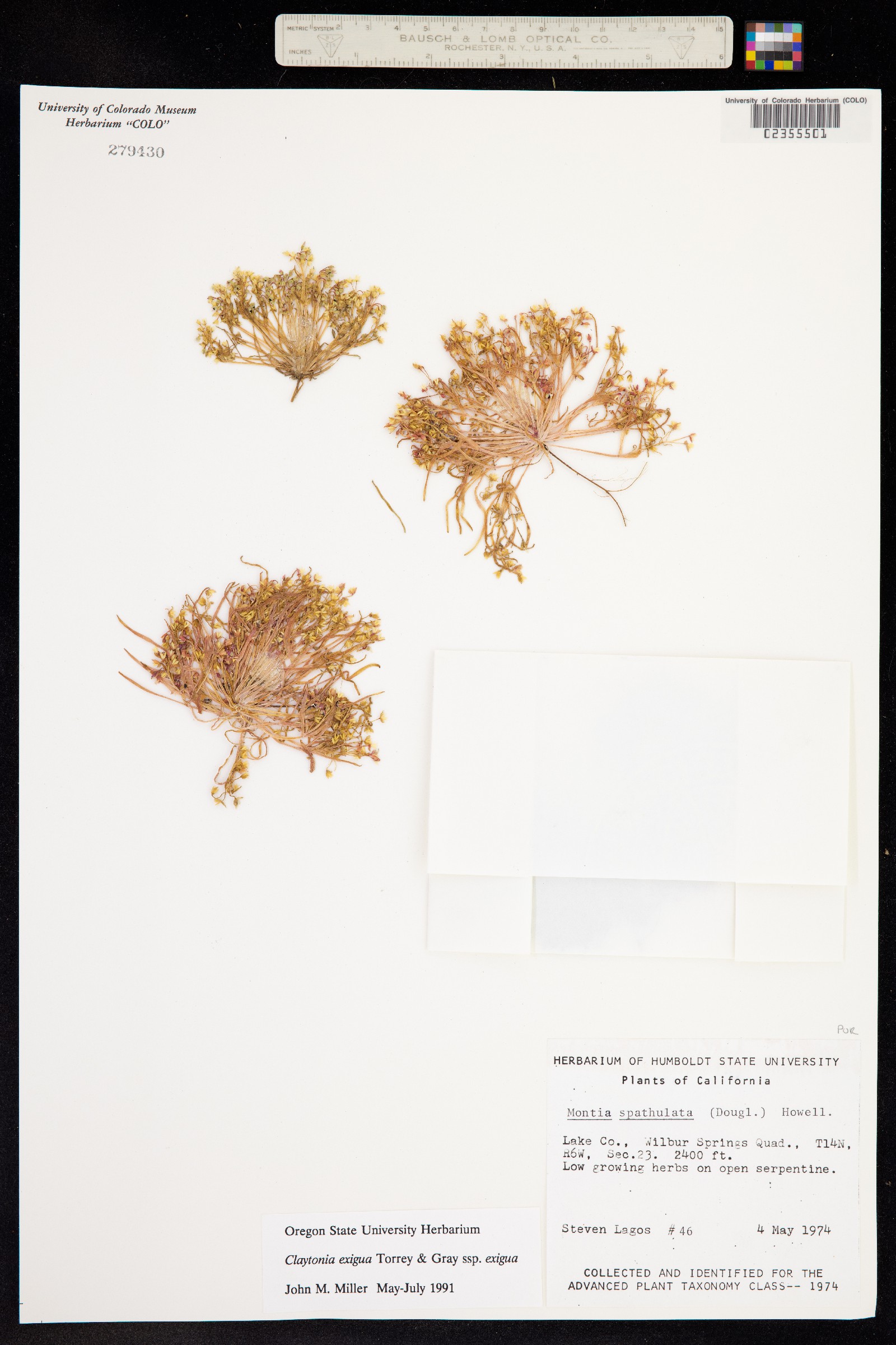 Claytonia exigua image
