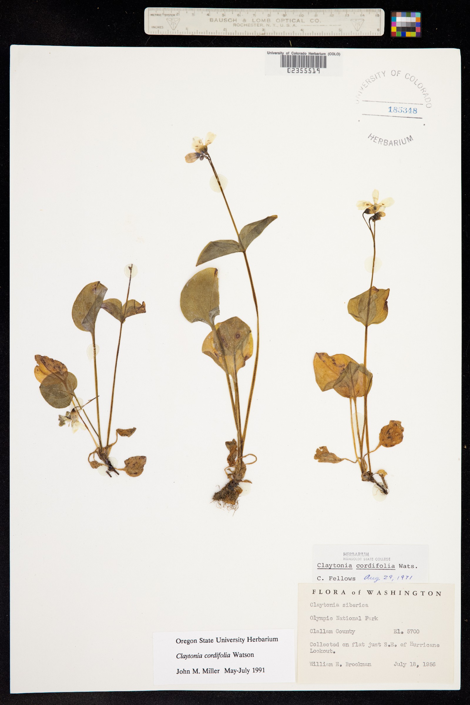 Portulacaceae image
