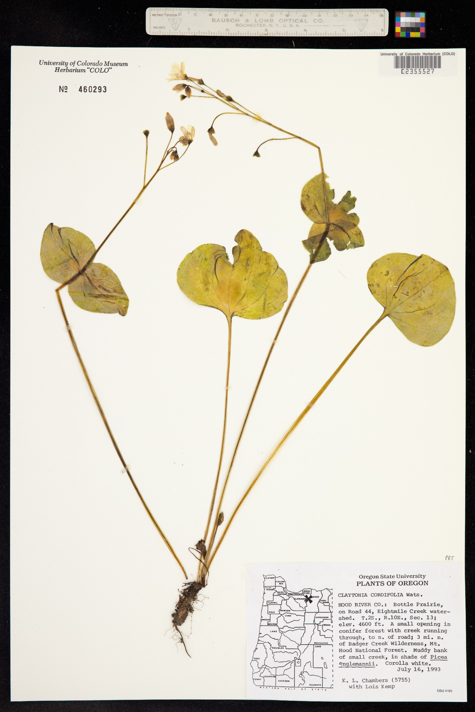 Claytonia cordifolia image