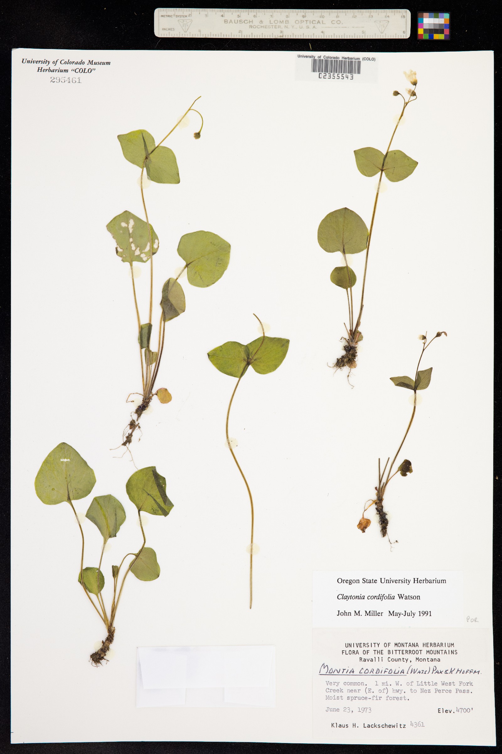 Claytonia cordifolia image