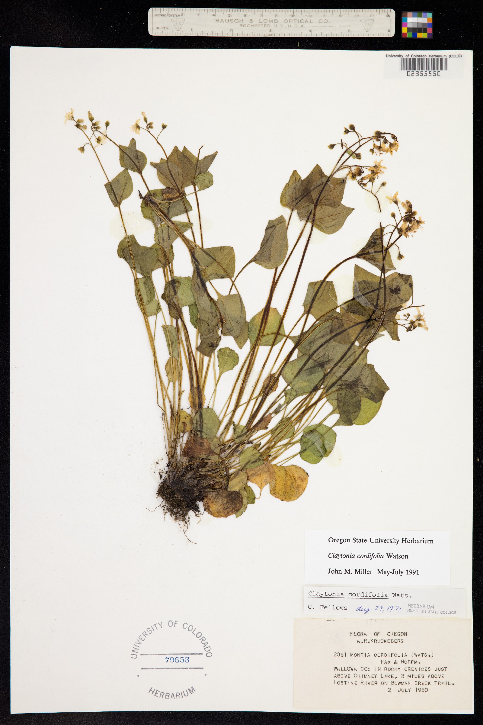 Claytonia cordifolia image