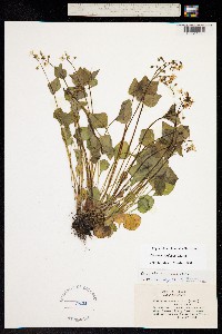 Image of Claytonia cordifolia