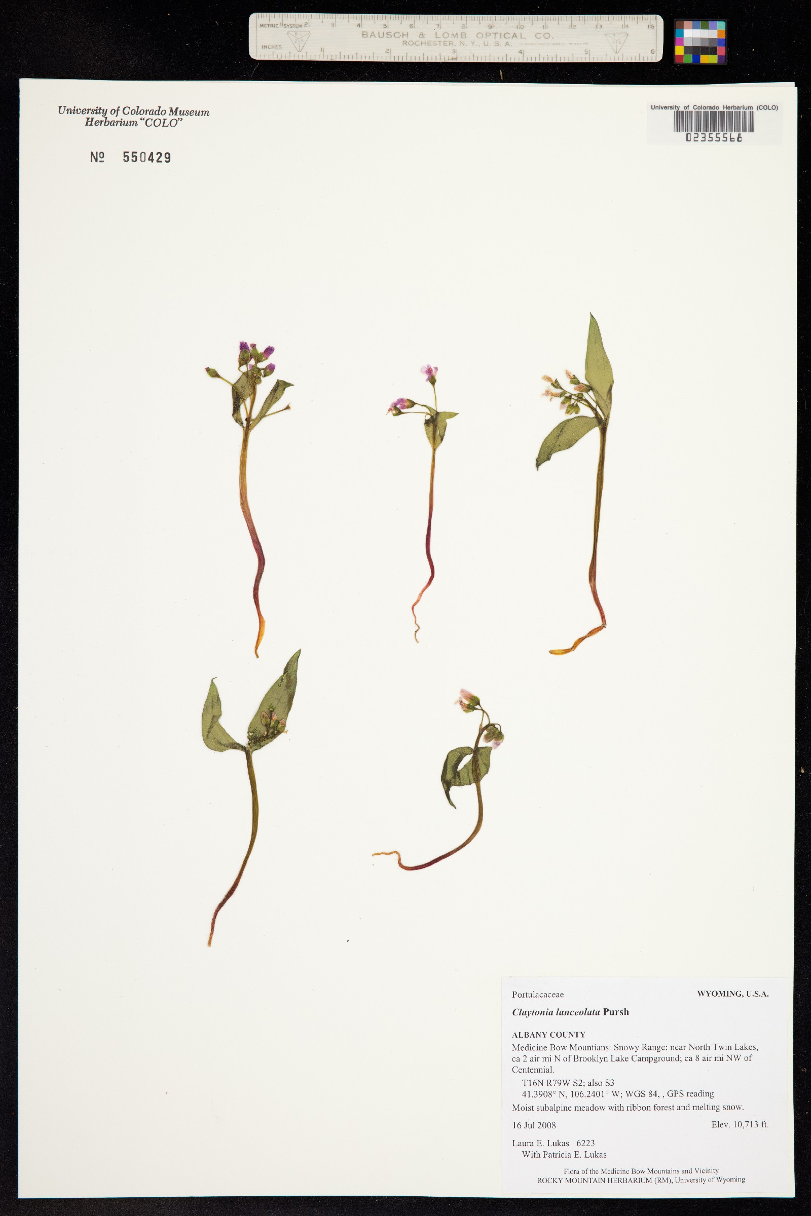 Claytonia lanceolata image