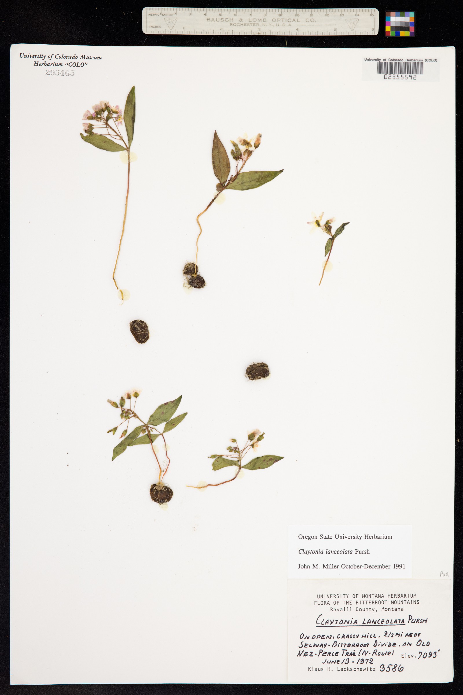 Claytonia lanceolata image