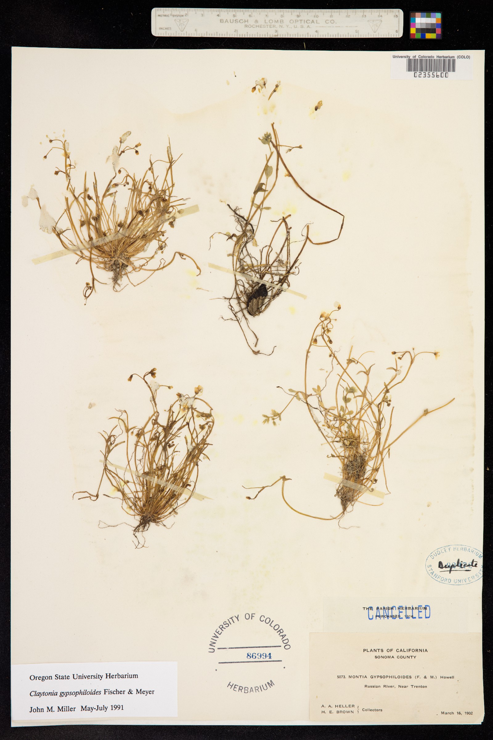 Claytonia gypsophiloides image