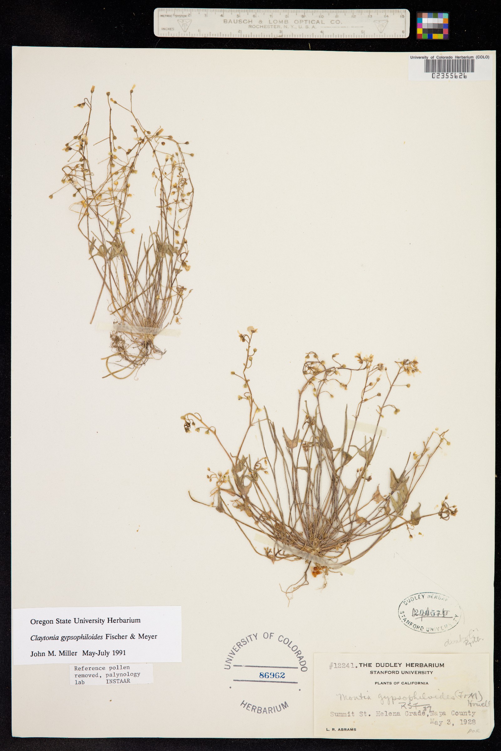 Claytonia gypsophiloides image